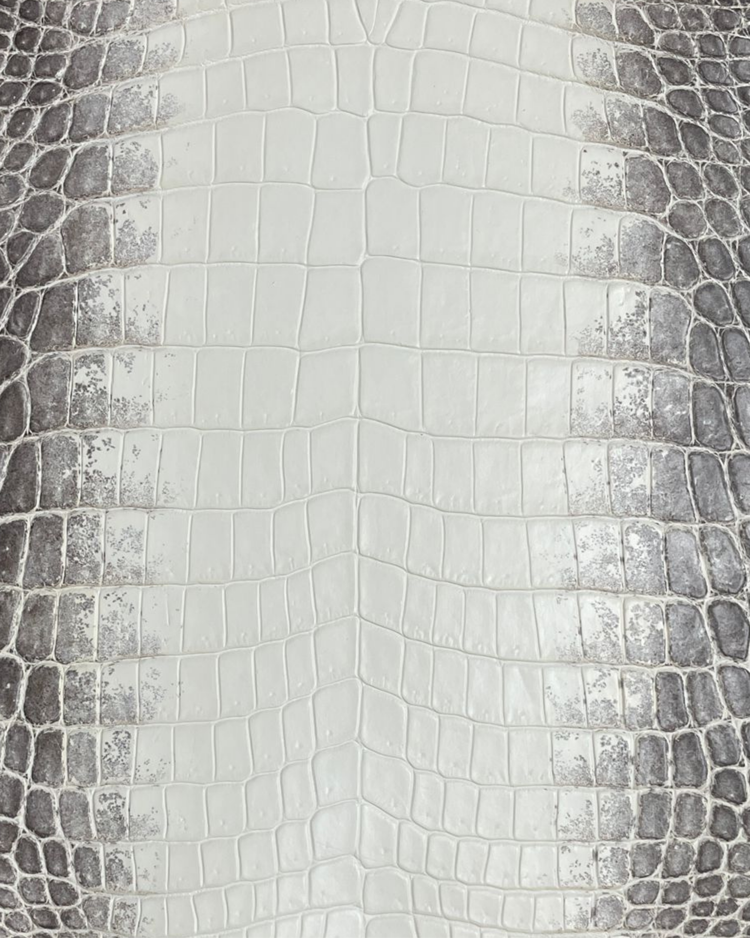 CROCODILE
