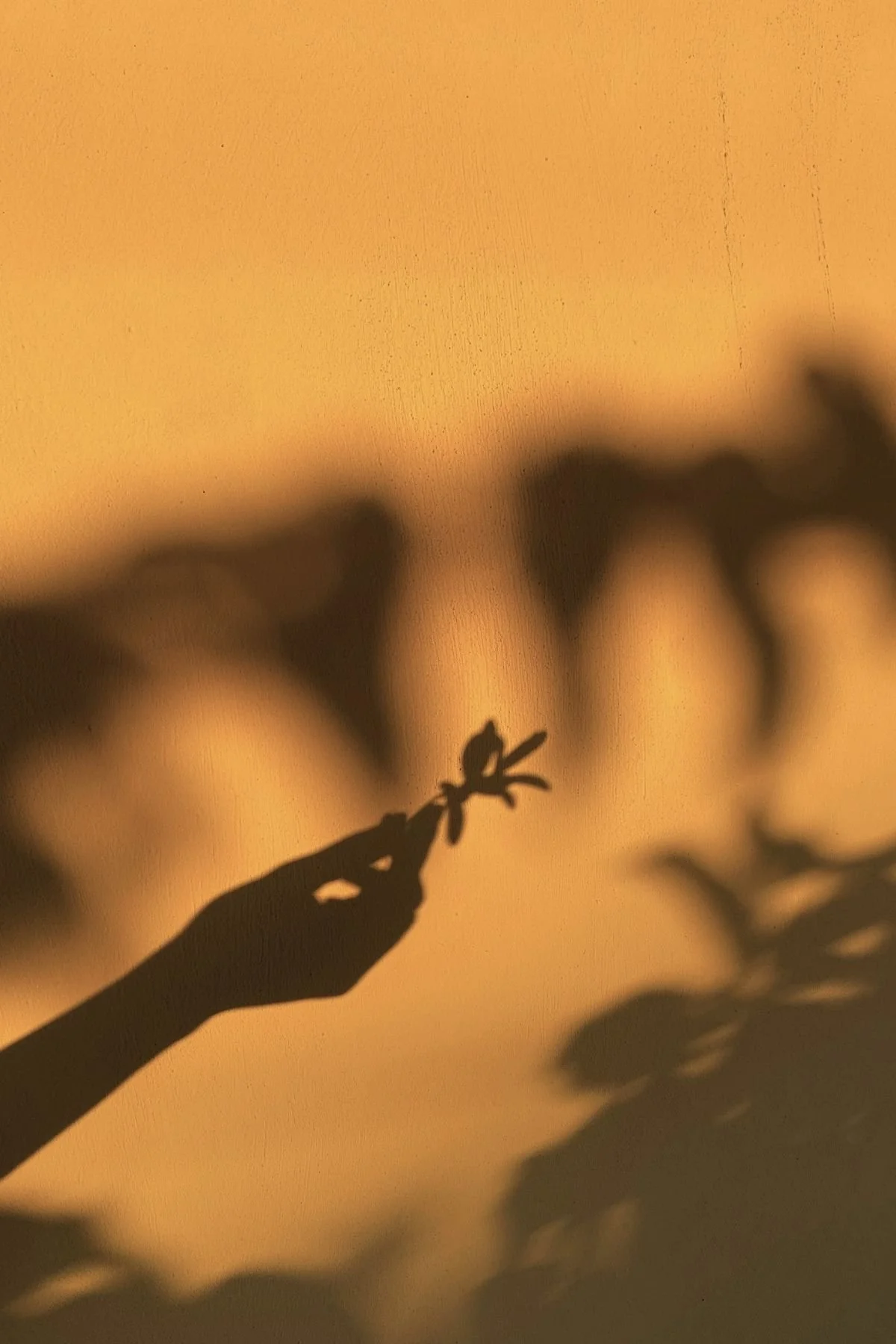 Silhouette of a hand holding a small plant with a blurred background.
