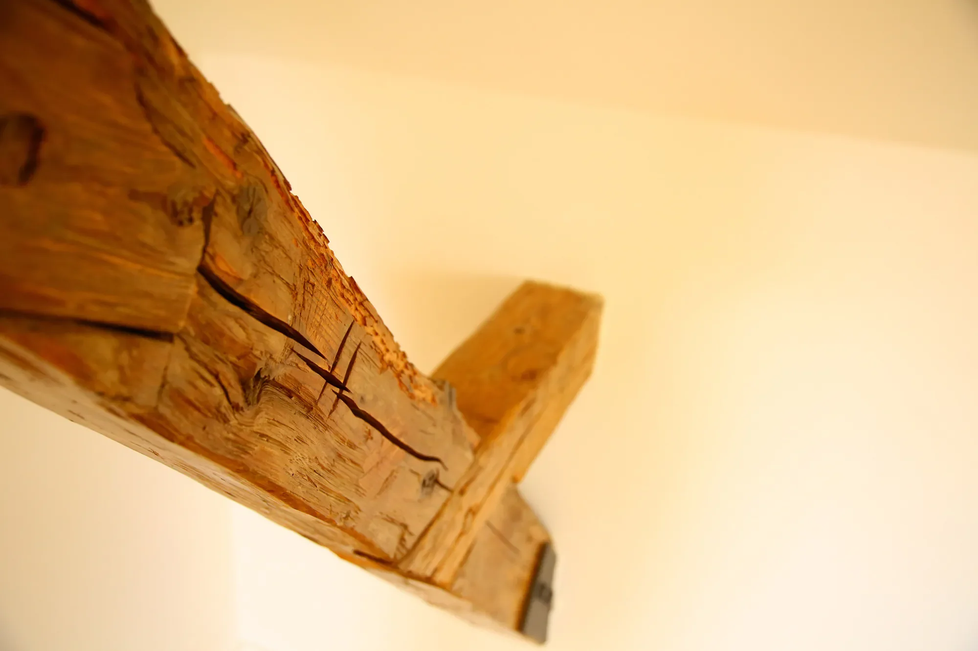 Nahaufnahme eines Holzstücks mit sichtbarer Textur und Rissen, Gegenlicht unter streifigem Himmel.
