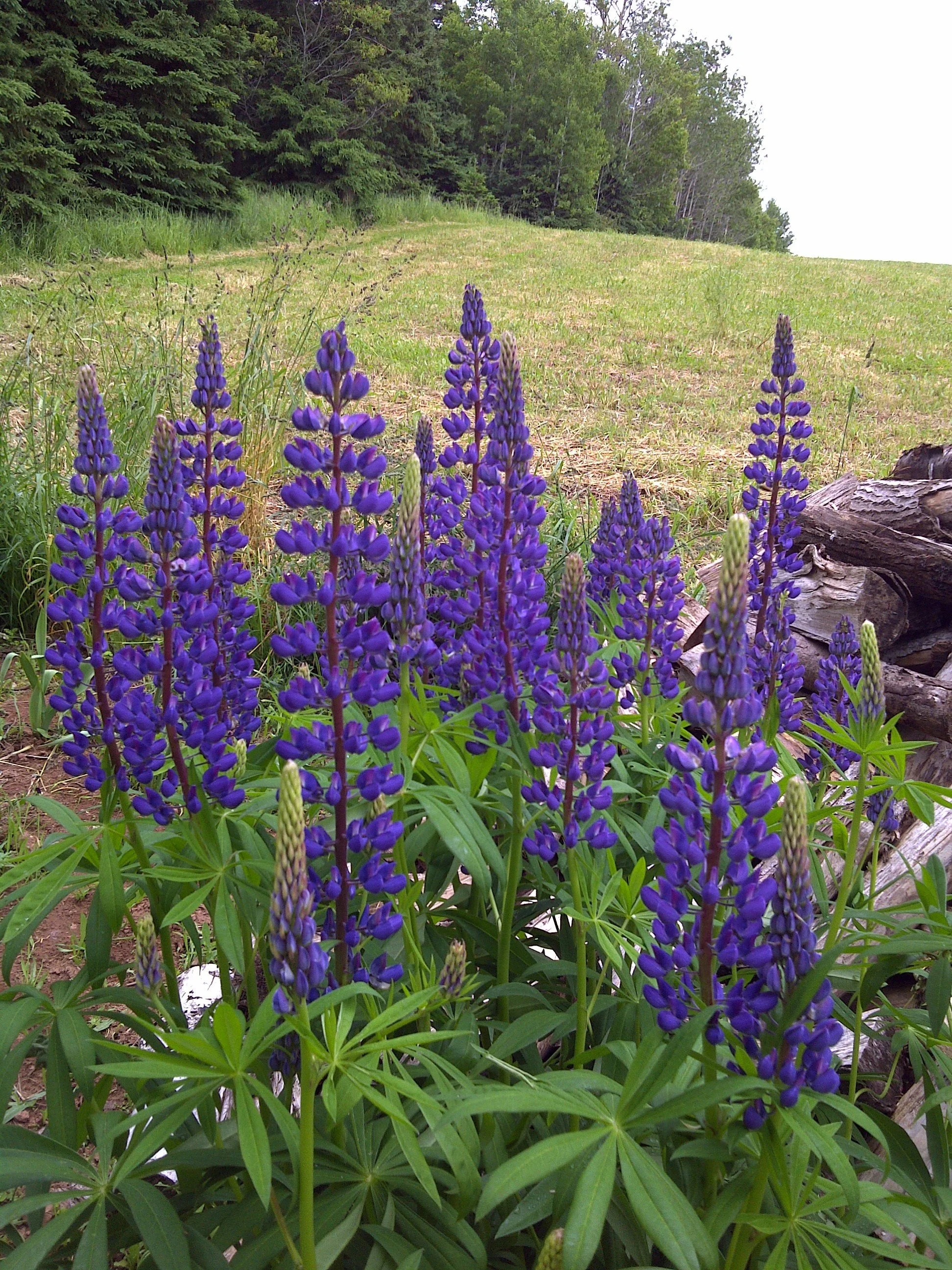 Jardin Harry lupins etc (4).jpg