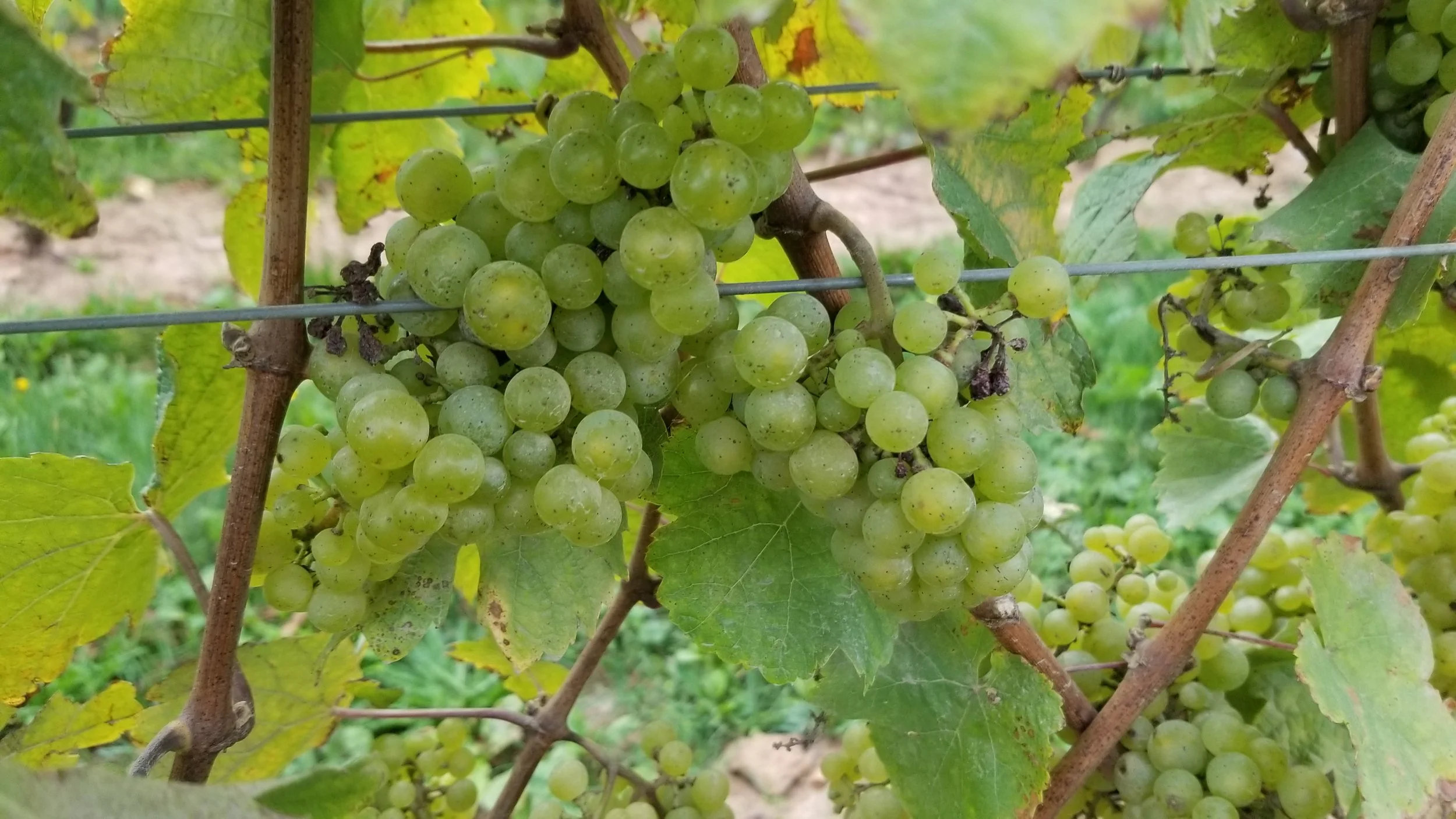 20190928_175021.jpg