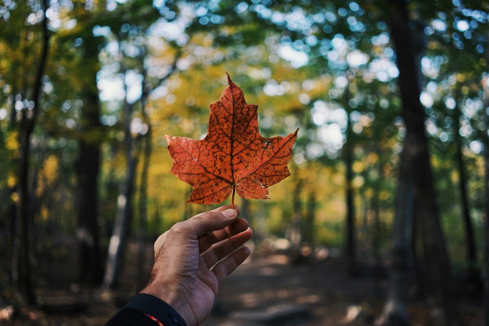 A hand holding up a red maple leaf in a forest