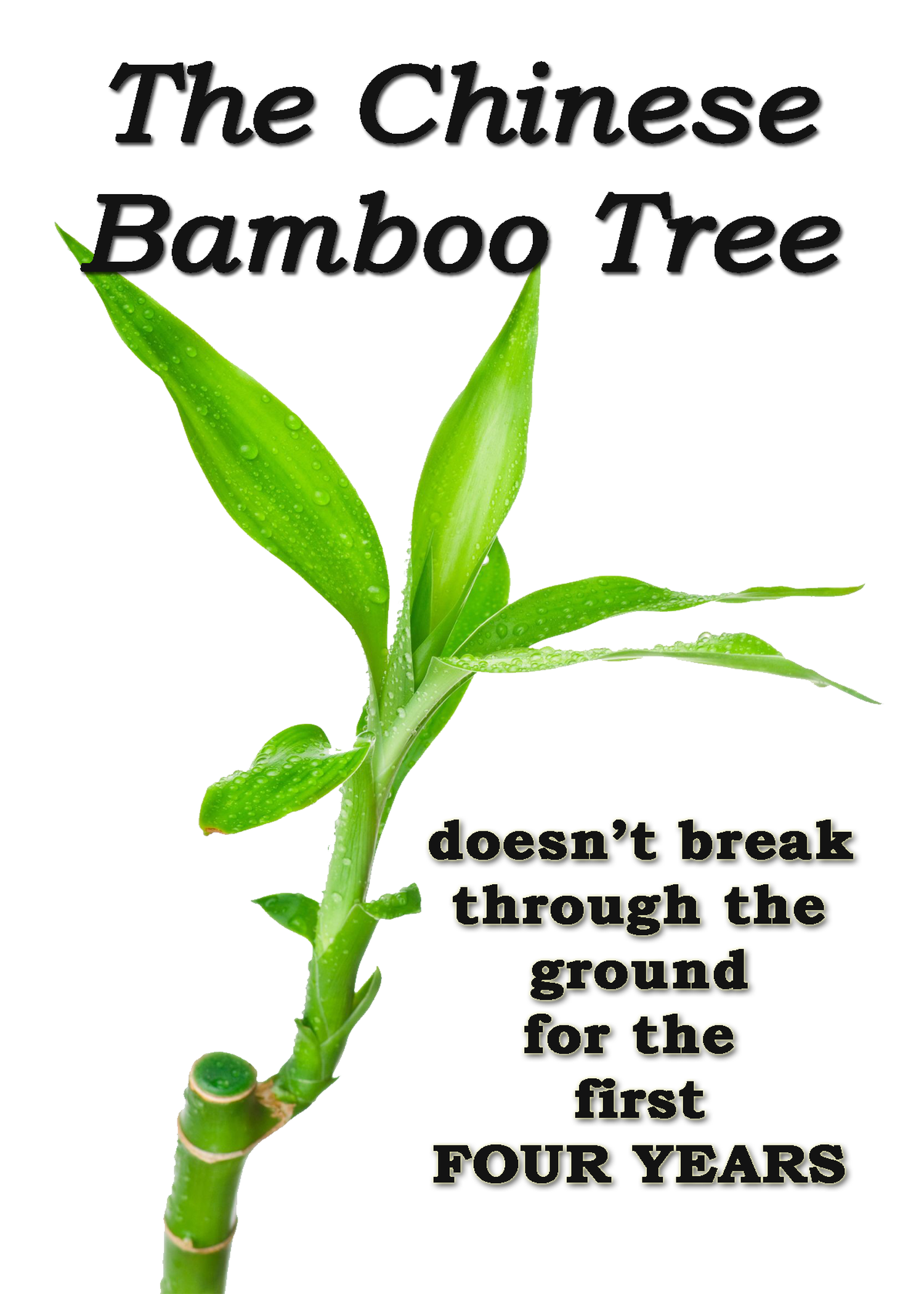 The Chinese Bamboo Tree Encouragement Card
