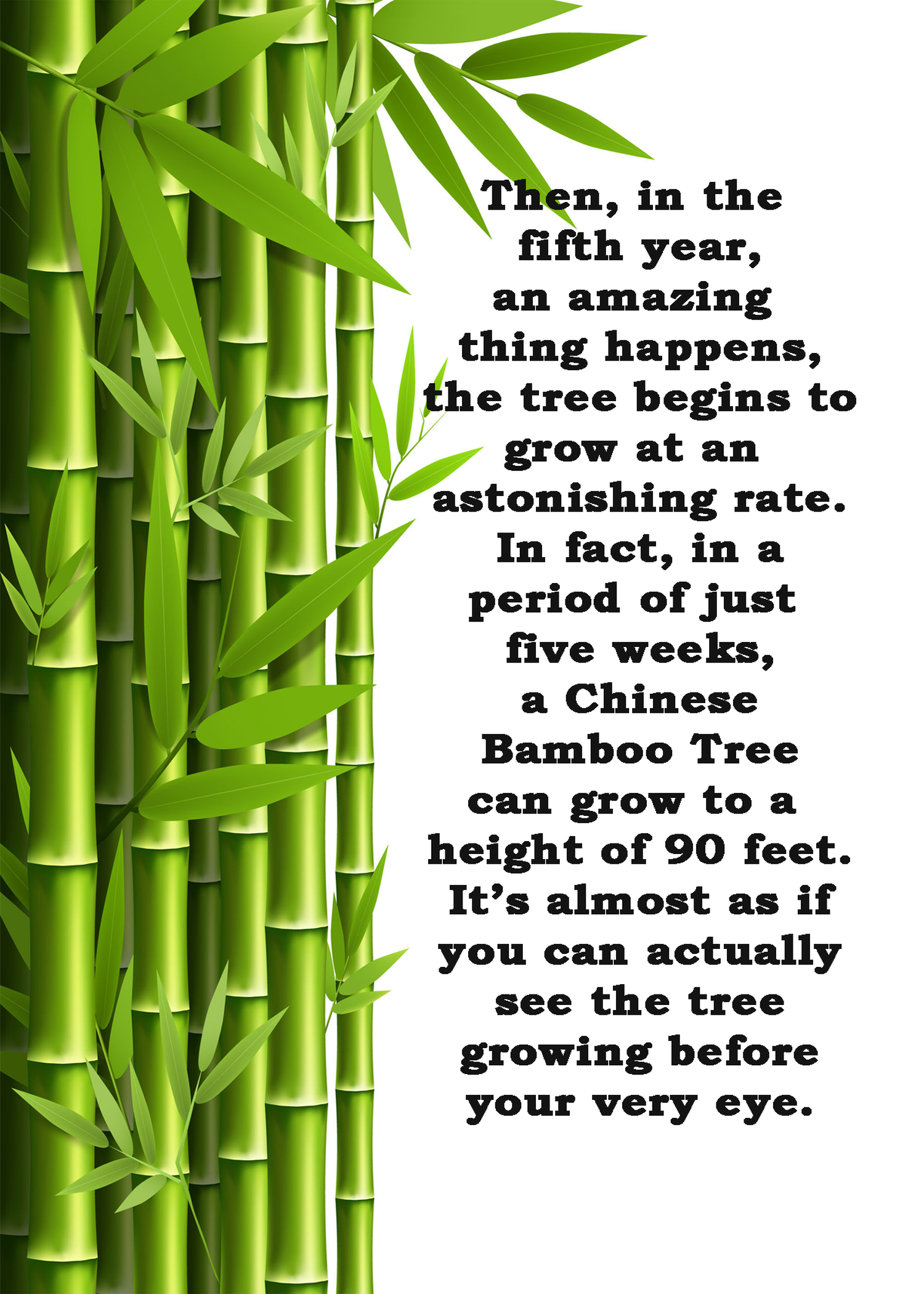 Bamboo_Tree_Card_Inside_Left.png