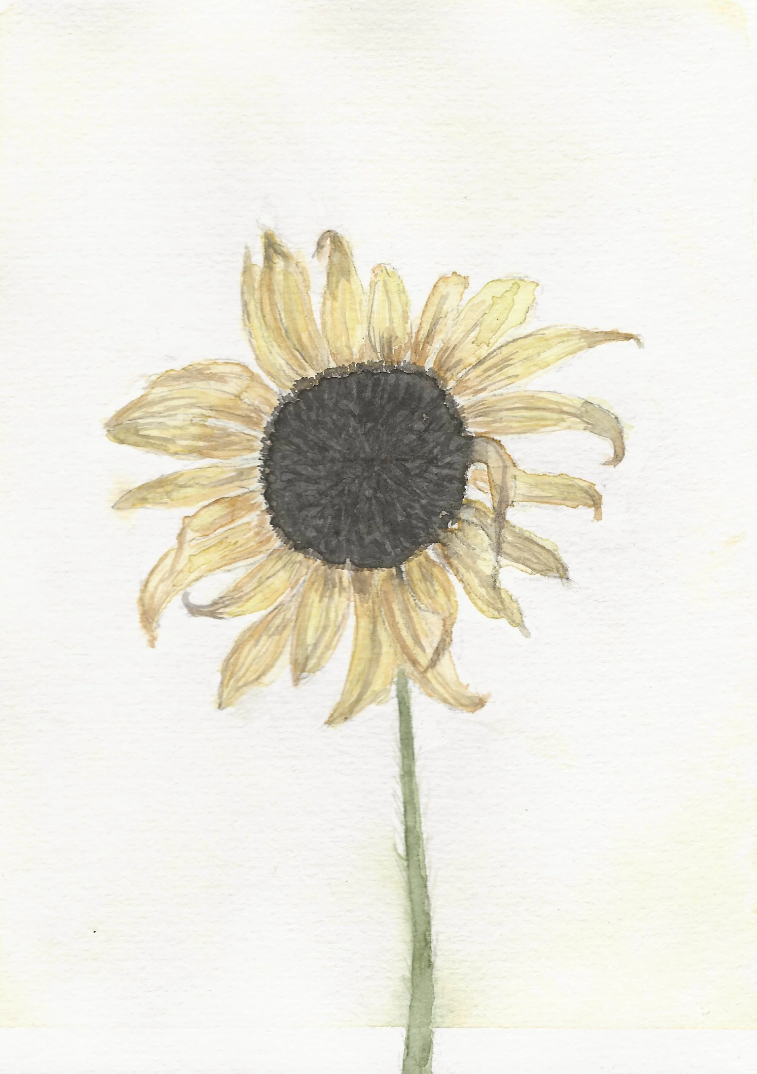 Girasol