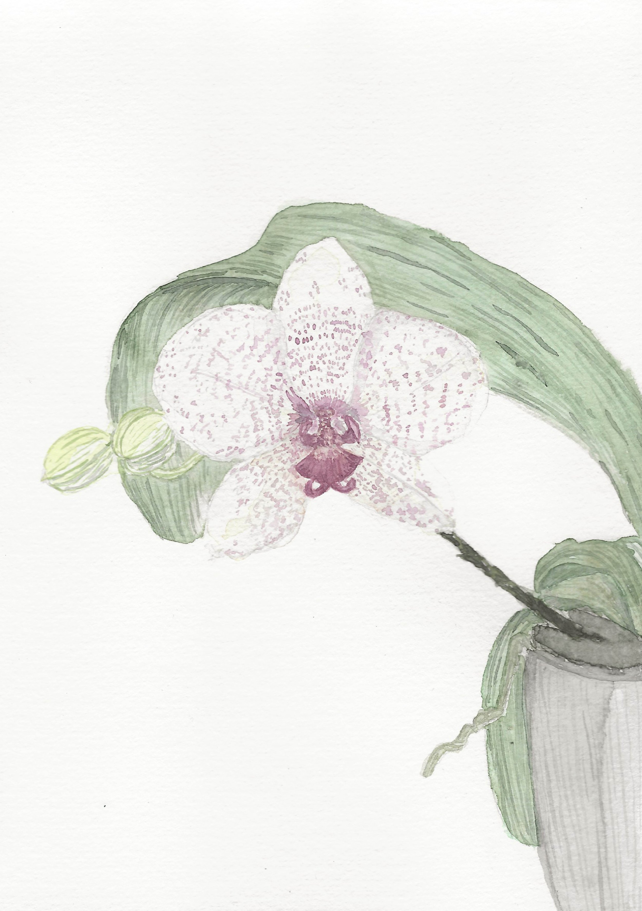 Orquídea