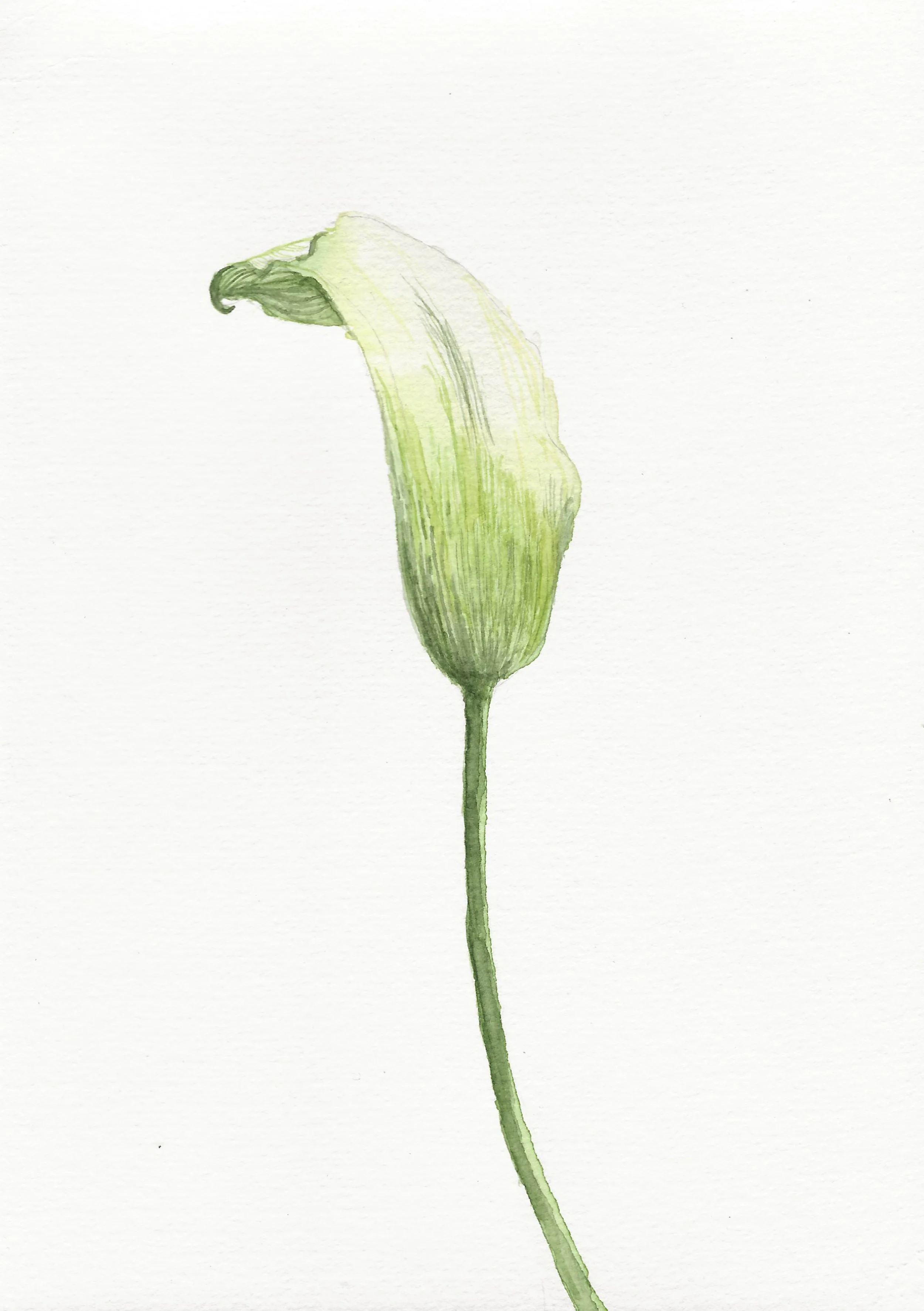 Calla