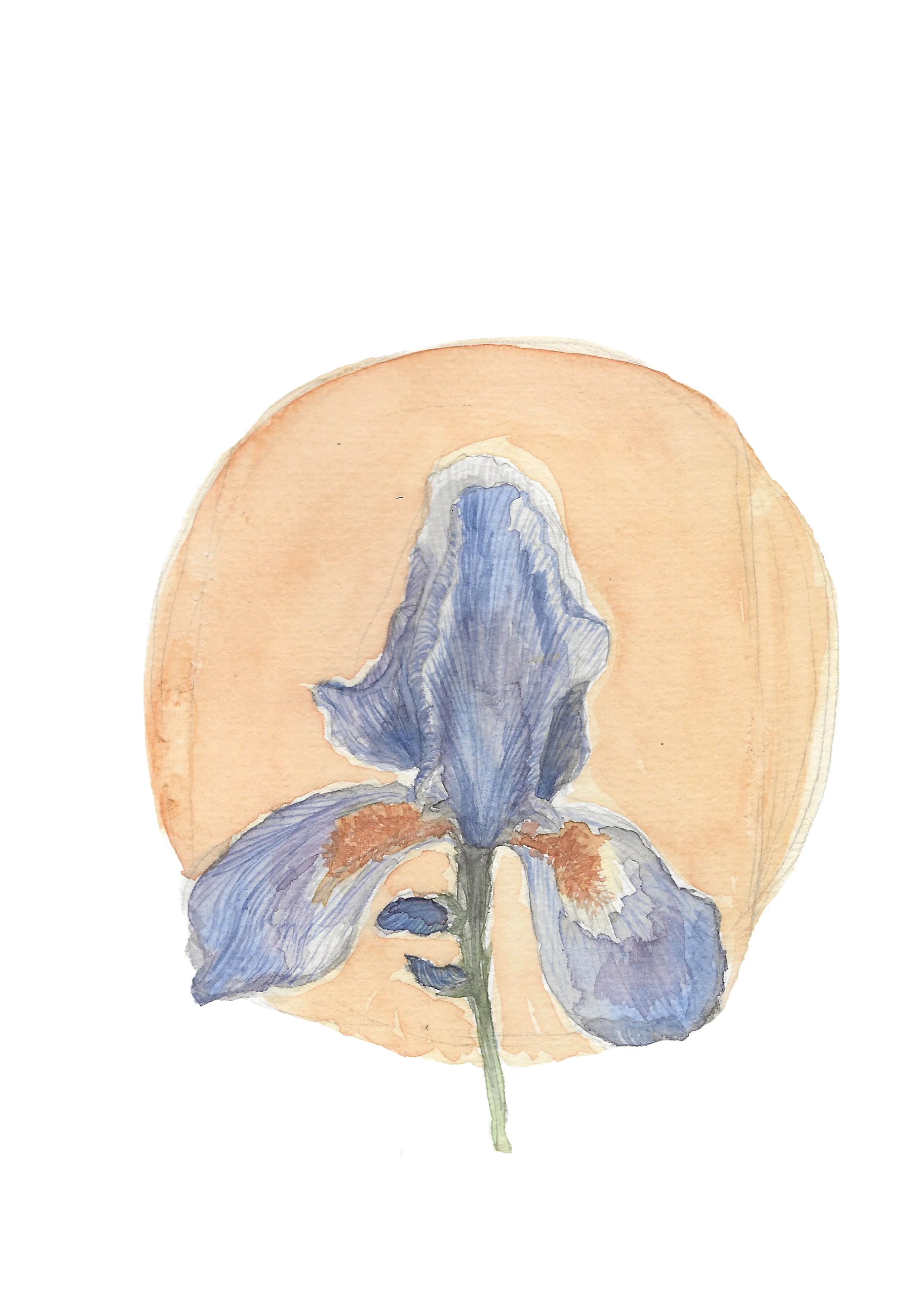 Iris
