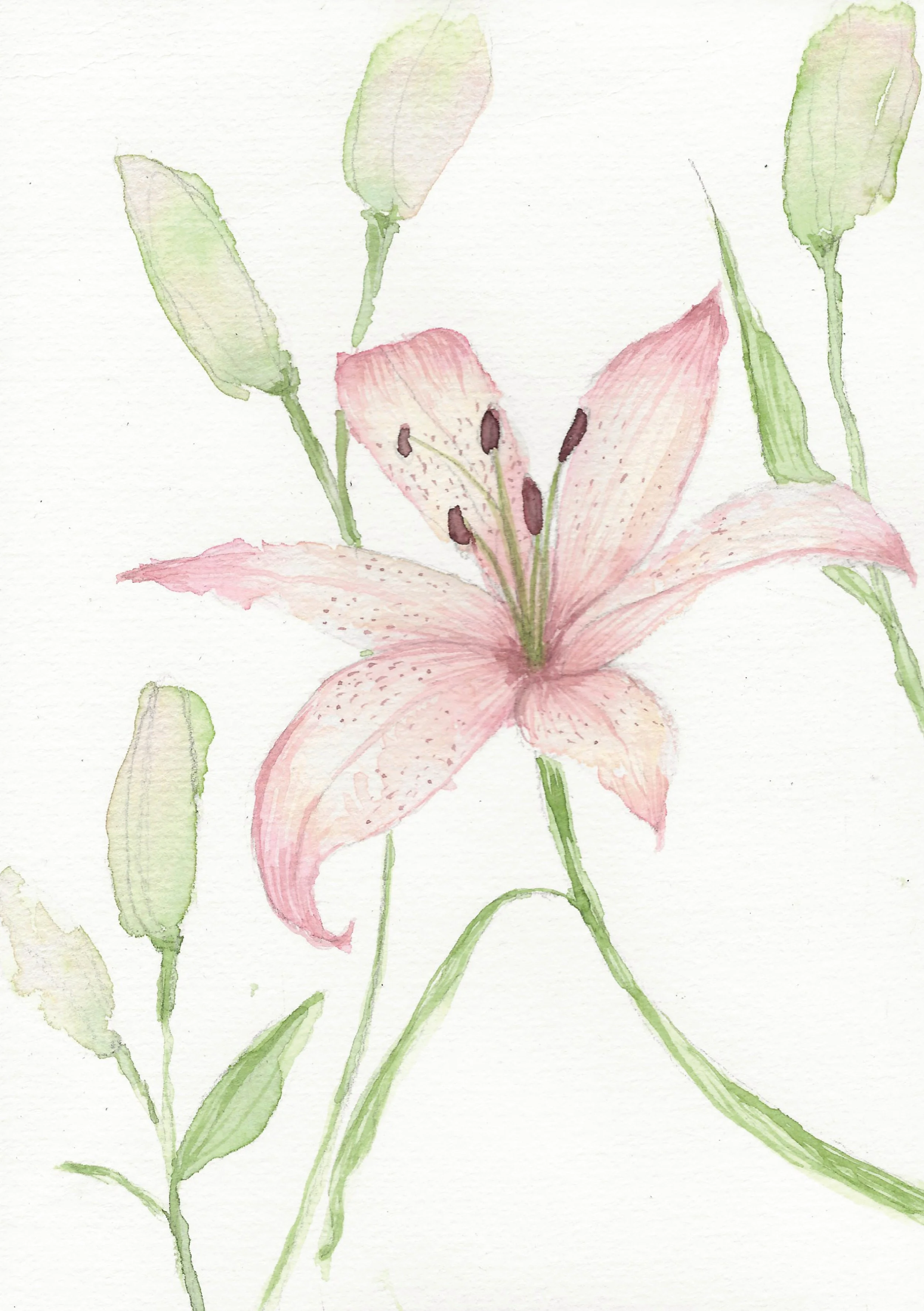 Lys
