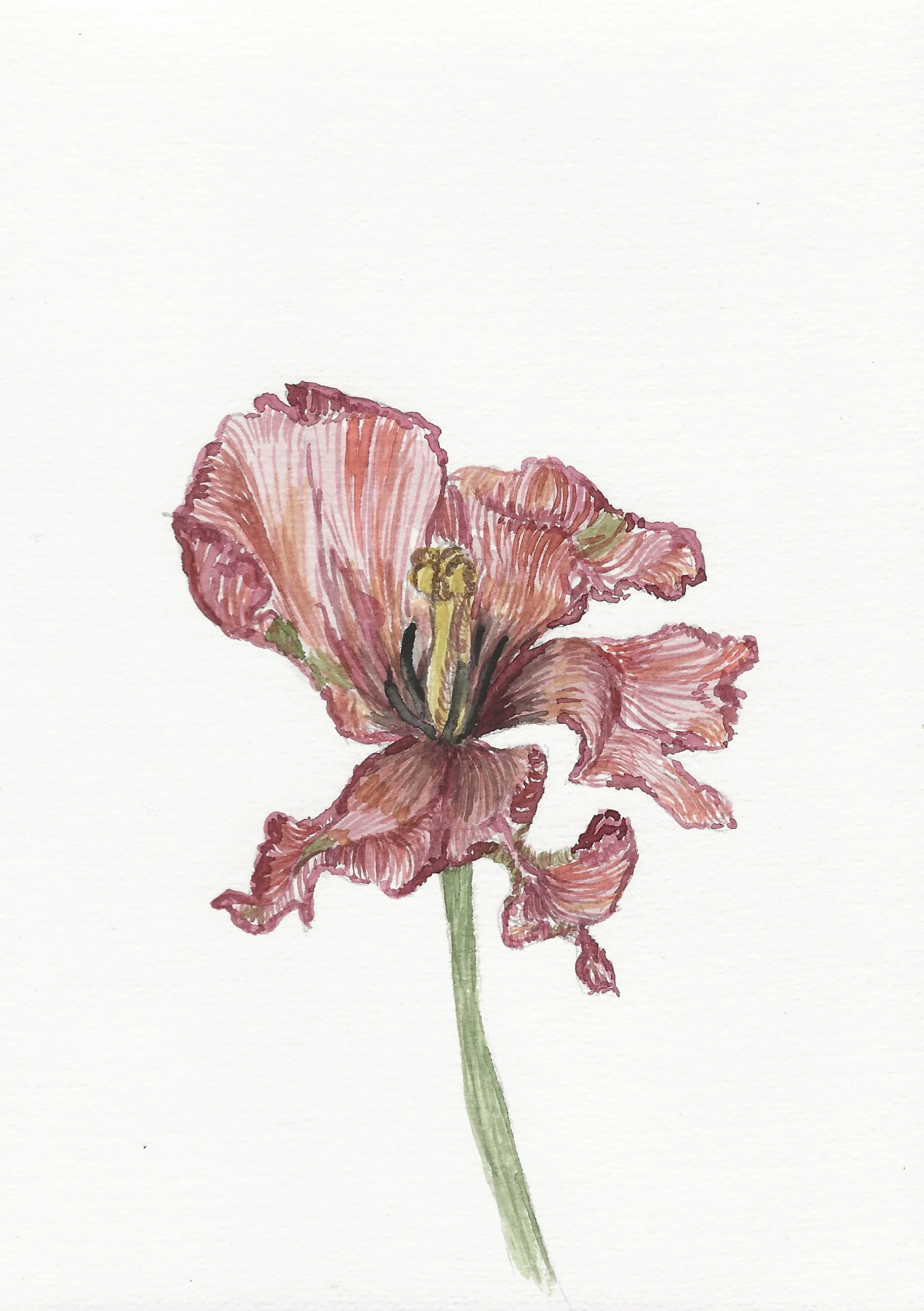Tulipa
