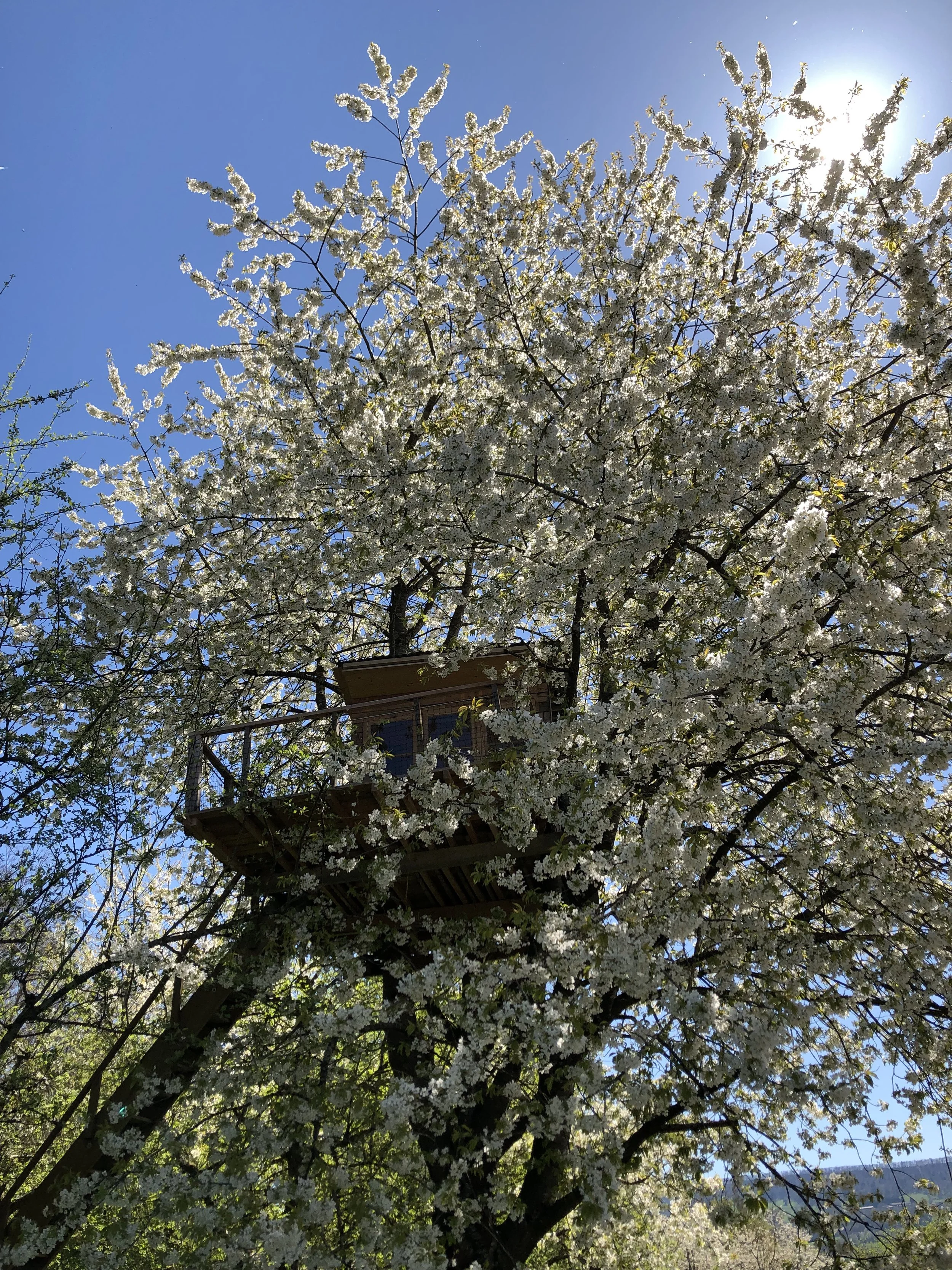 Baumhaus, kaum sichtbar in blühendem Kirschbaum