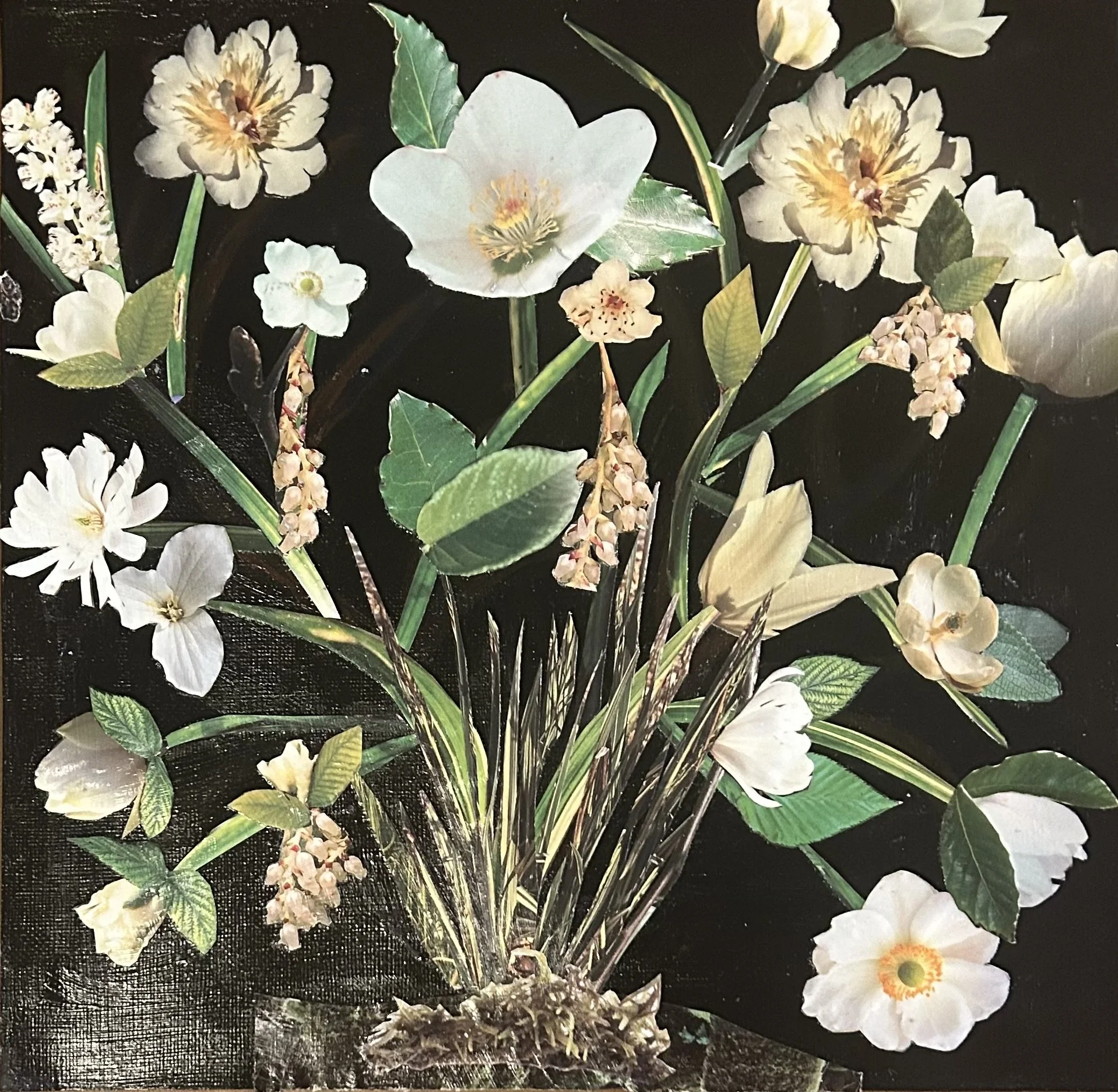 Magnolias .jpeg