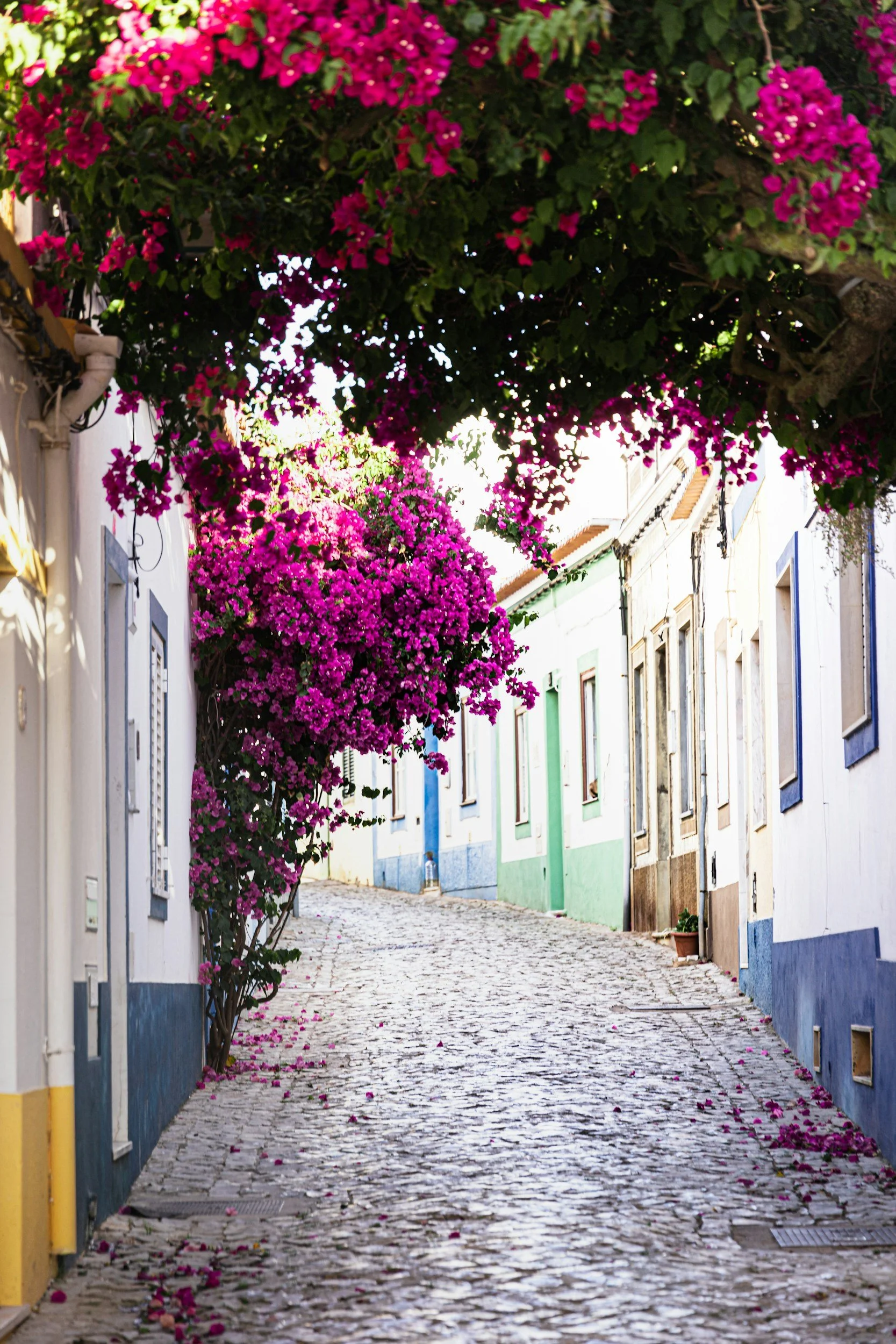 A cobblestone street lined with colorful houses and vibrant pink bougainvillaea flowers overhead.