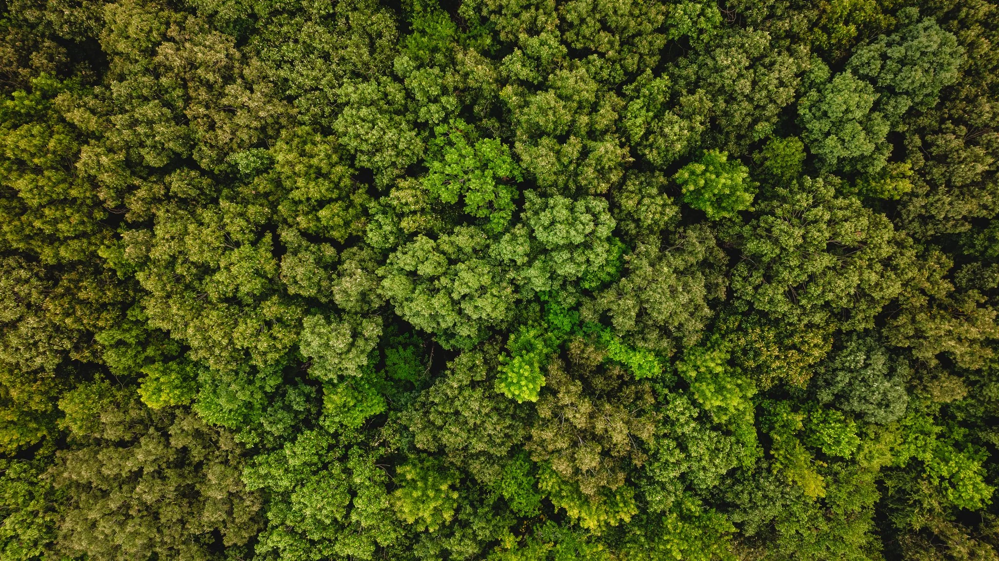 DJI_20260817172300_0026_D.jpg