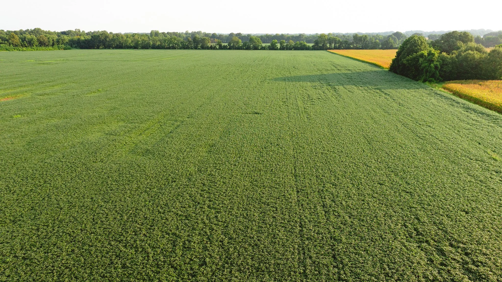 DJI_20260729144431_0071_D.jpg
