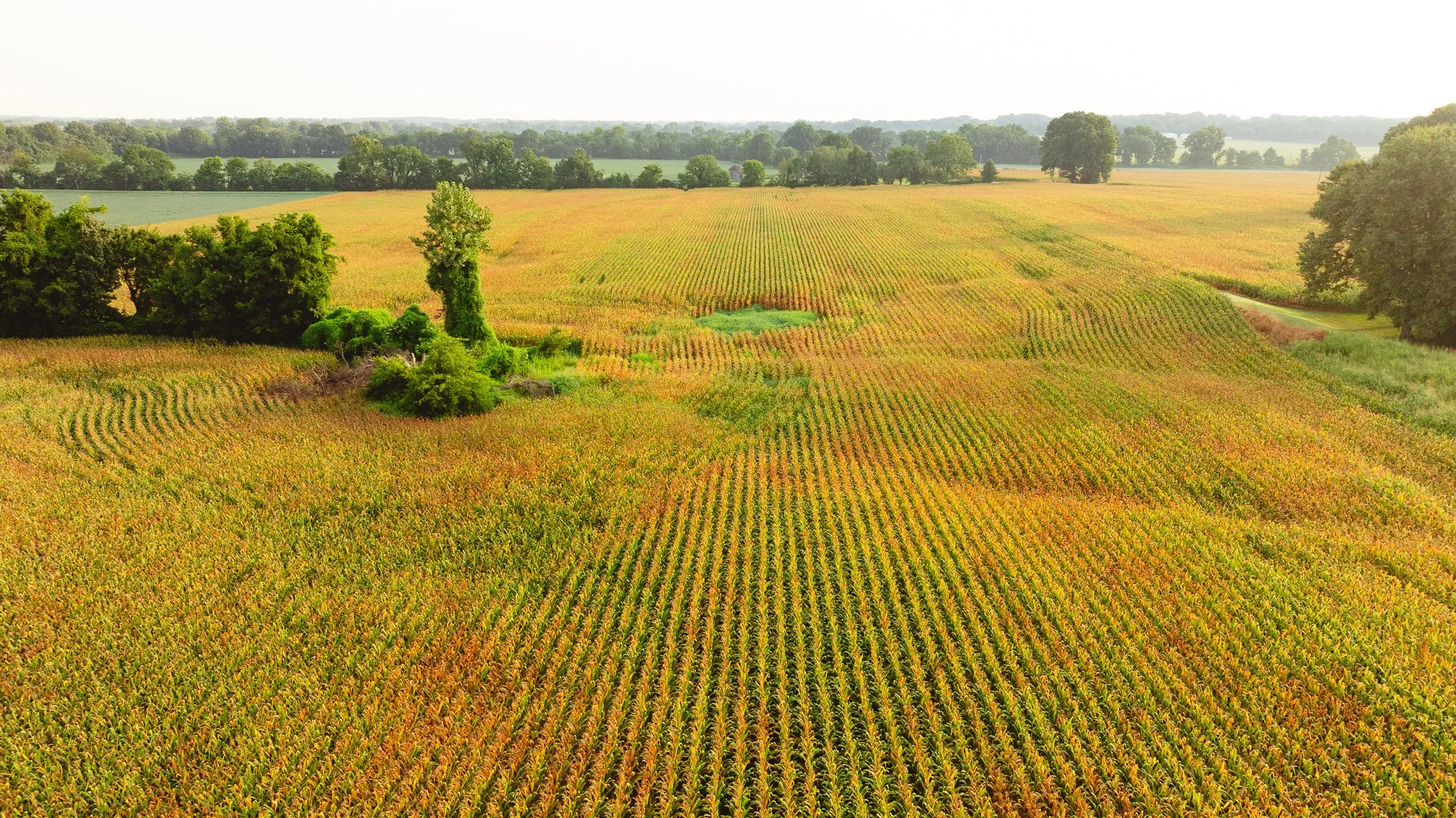 DJI_20260729142538_0020_D.jpg