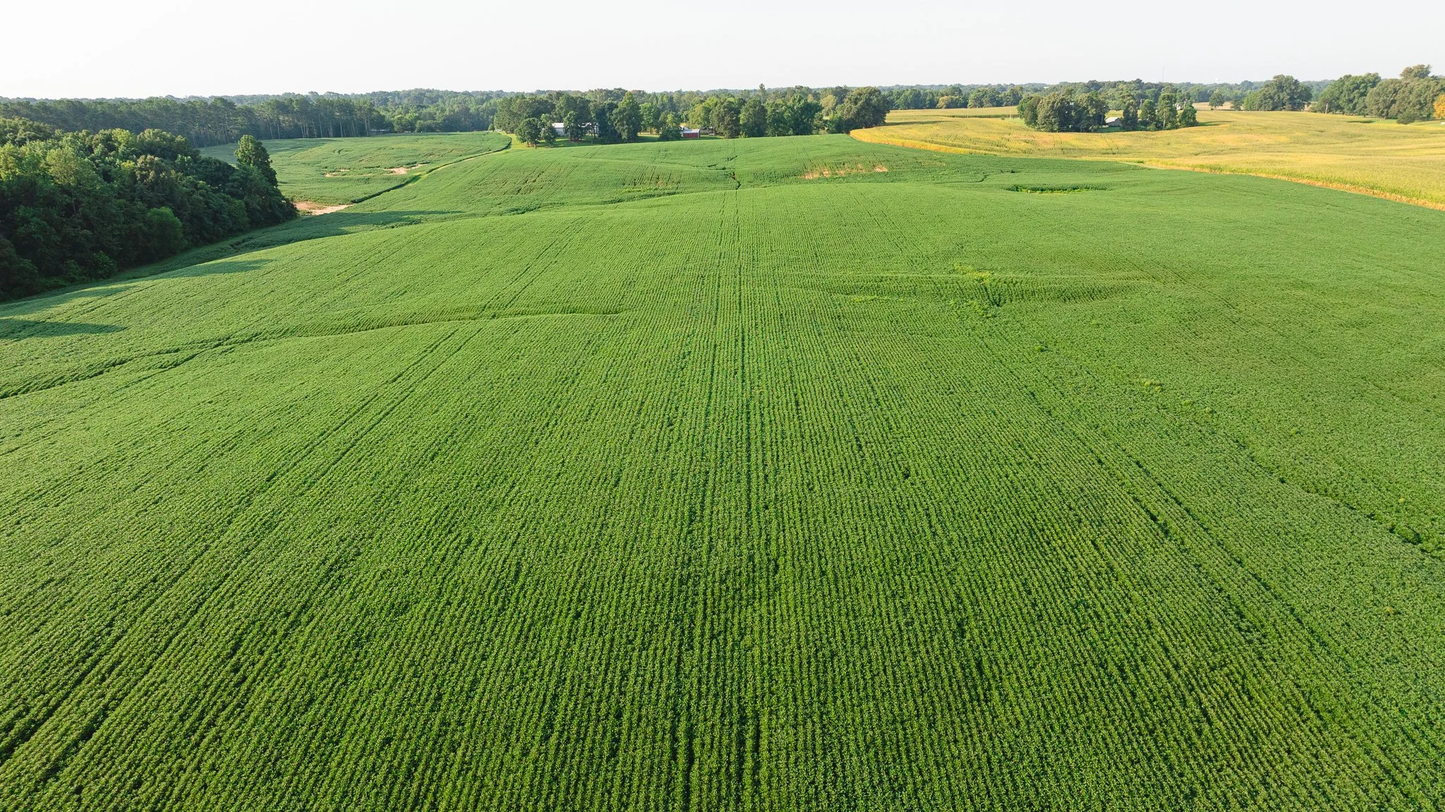 DJI_20260804151929_0062_D.jpg
