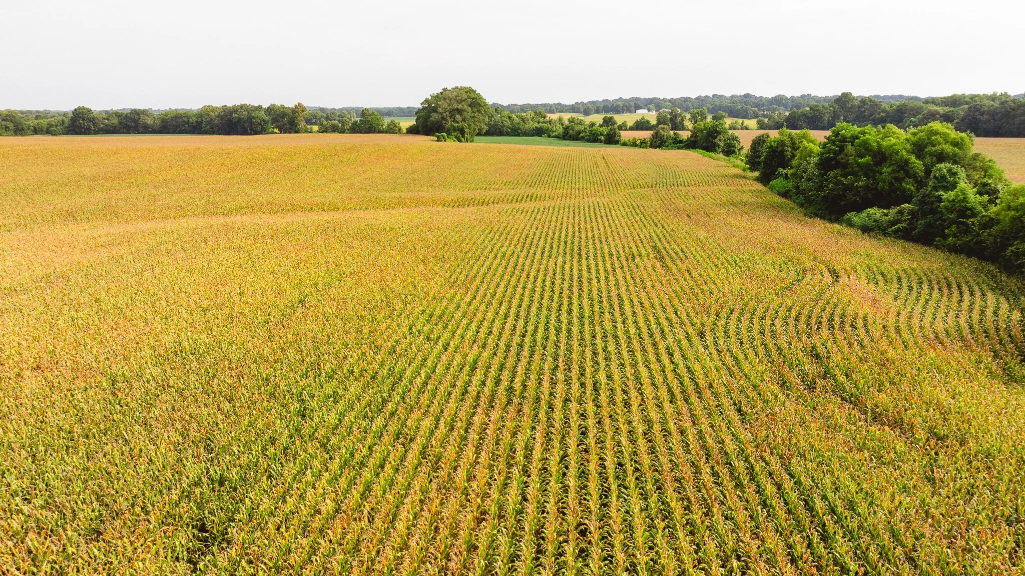 DJI_20260729161059_0090_D.jpg