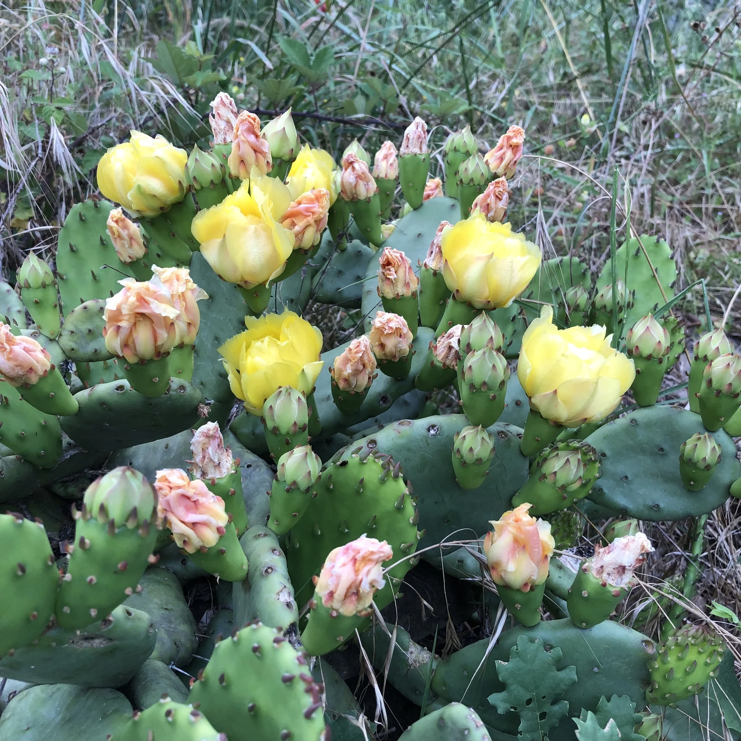 Prickly Pear Cactus
