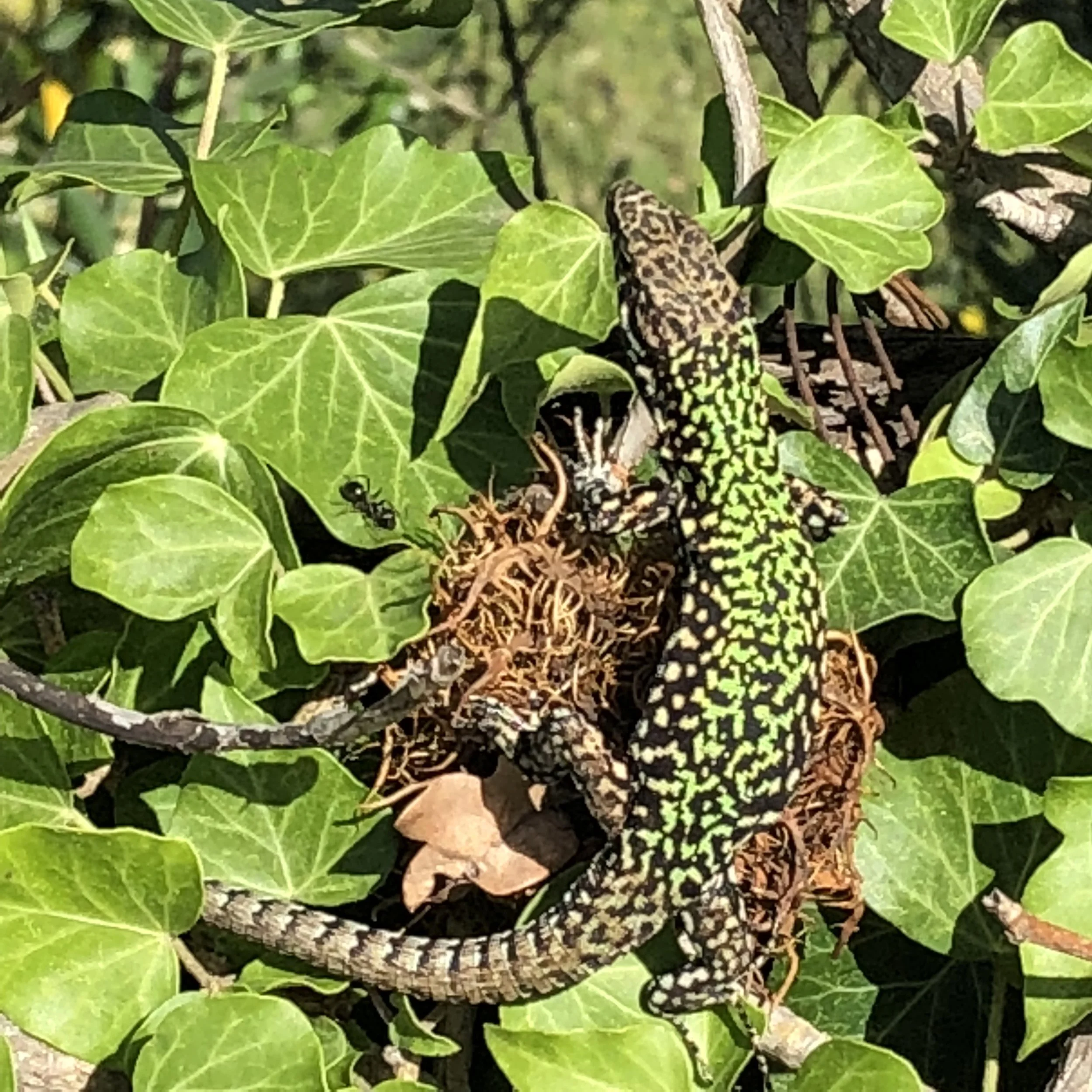 Wall Lizard Sp.