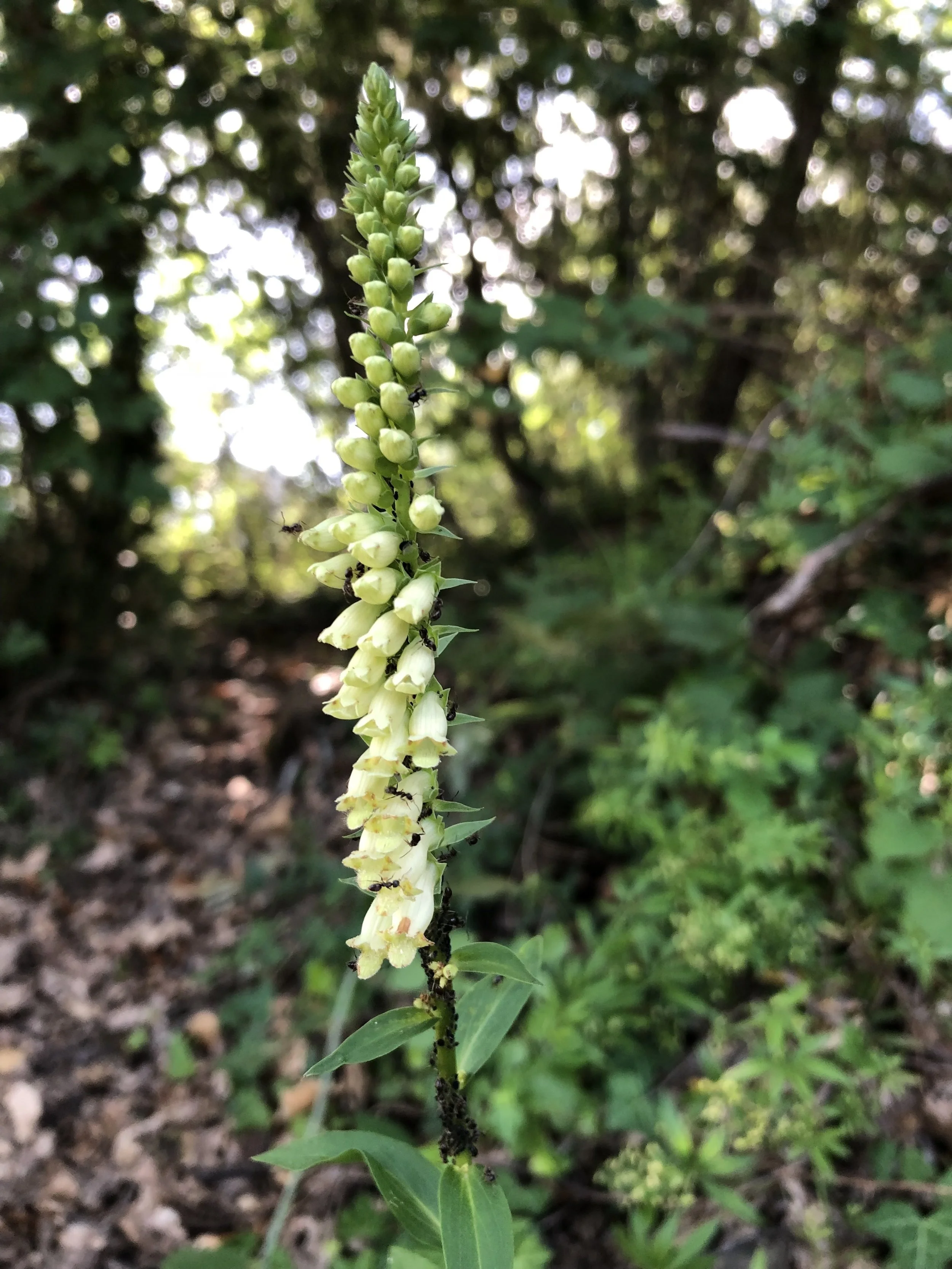 Foxglove