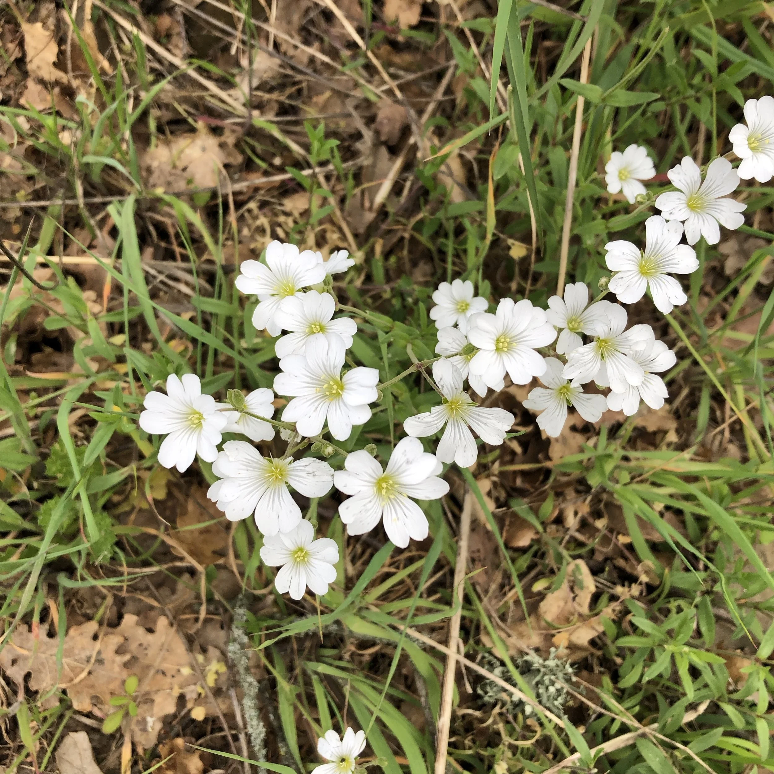 Field Chickweed