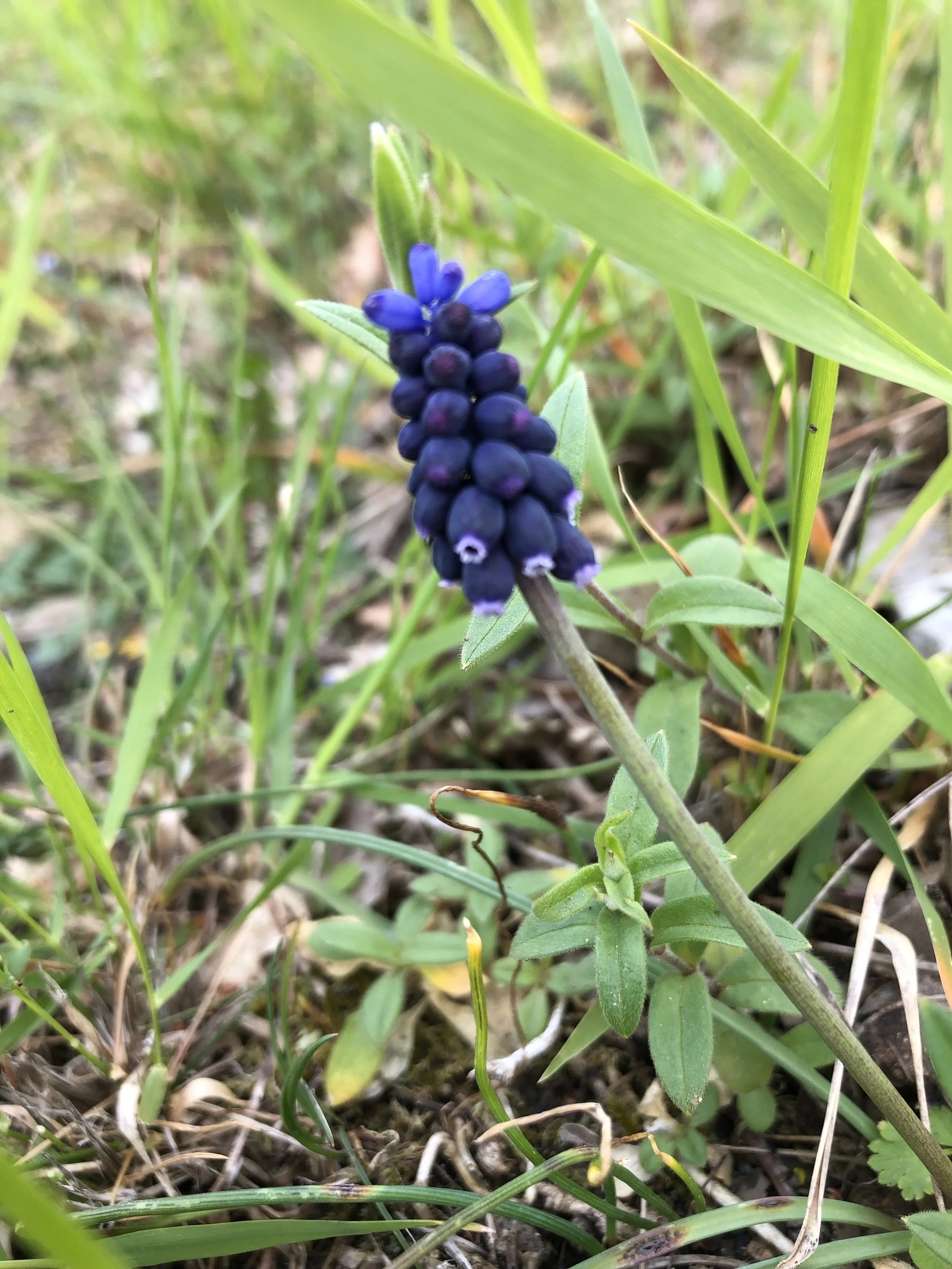 garden grape-hyacinth