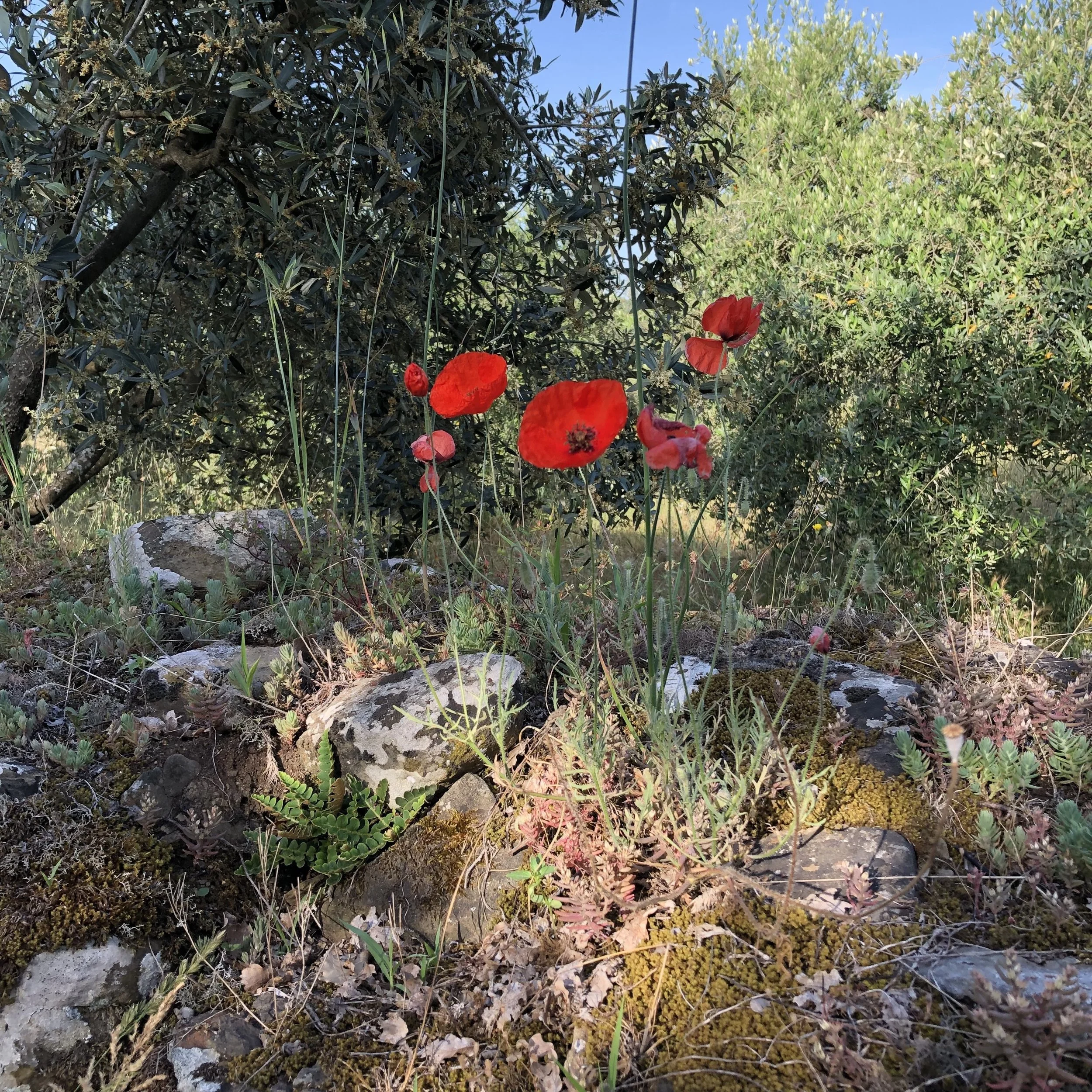 Common Poppy