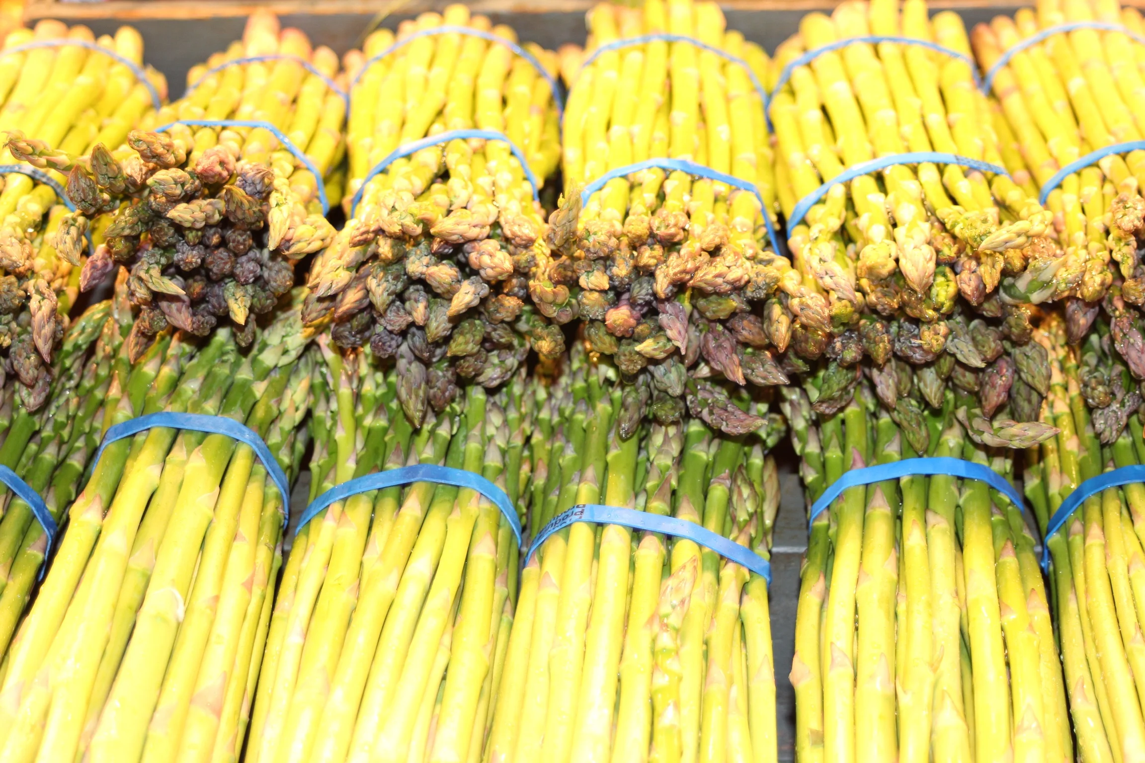 Bundles of fresh yellow and green asparagus tied with blue rubber bands on display.