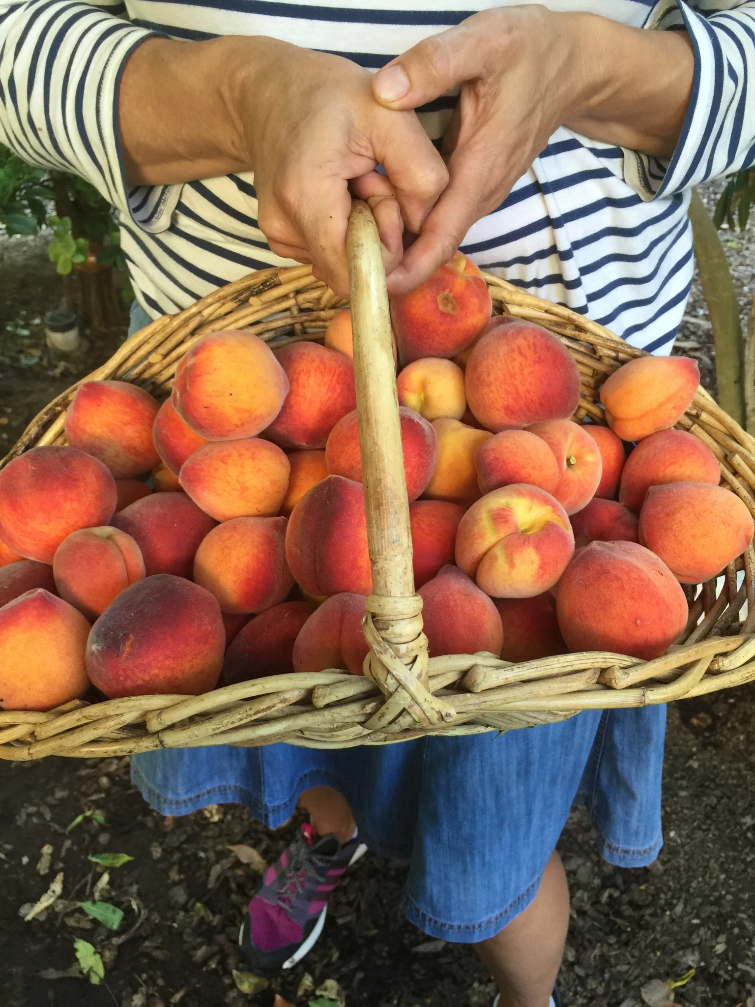 A person wearing a striped shirt and denim shorts holding a basket filled with peaches.