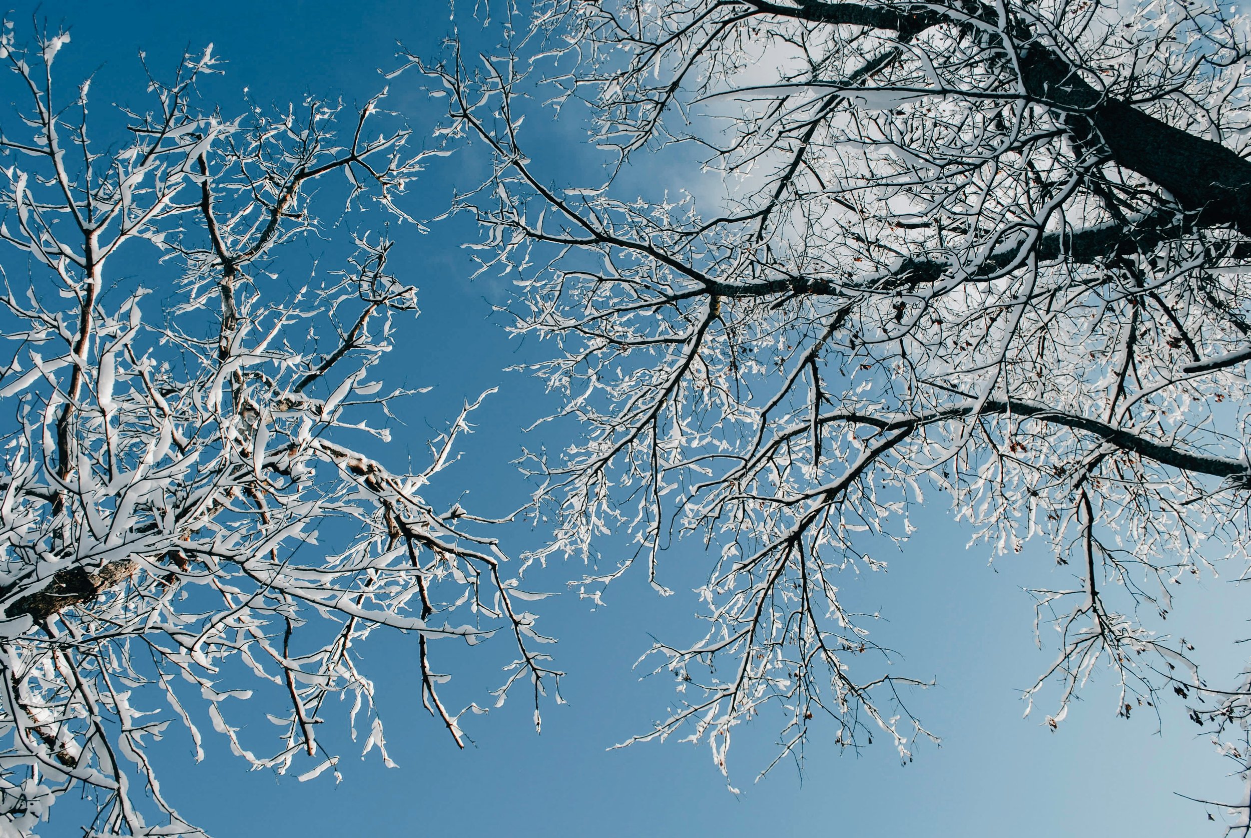 Tree branches covered in snow against a bright blue sky.