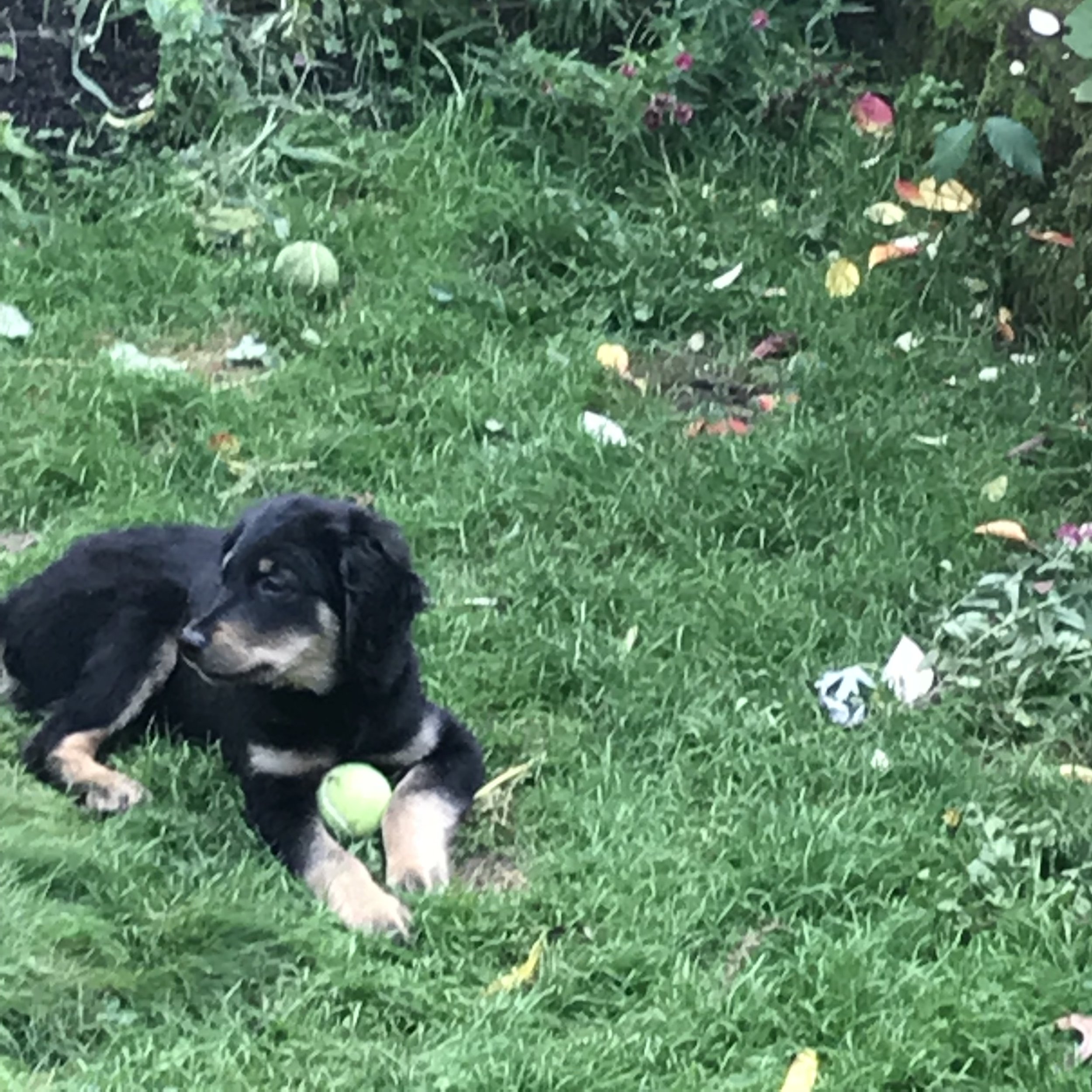 A black and white dog lying on grass in a garden or yard, with a tennis ball nearby.