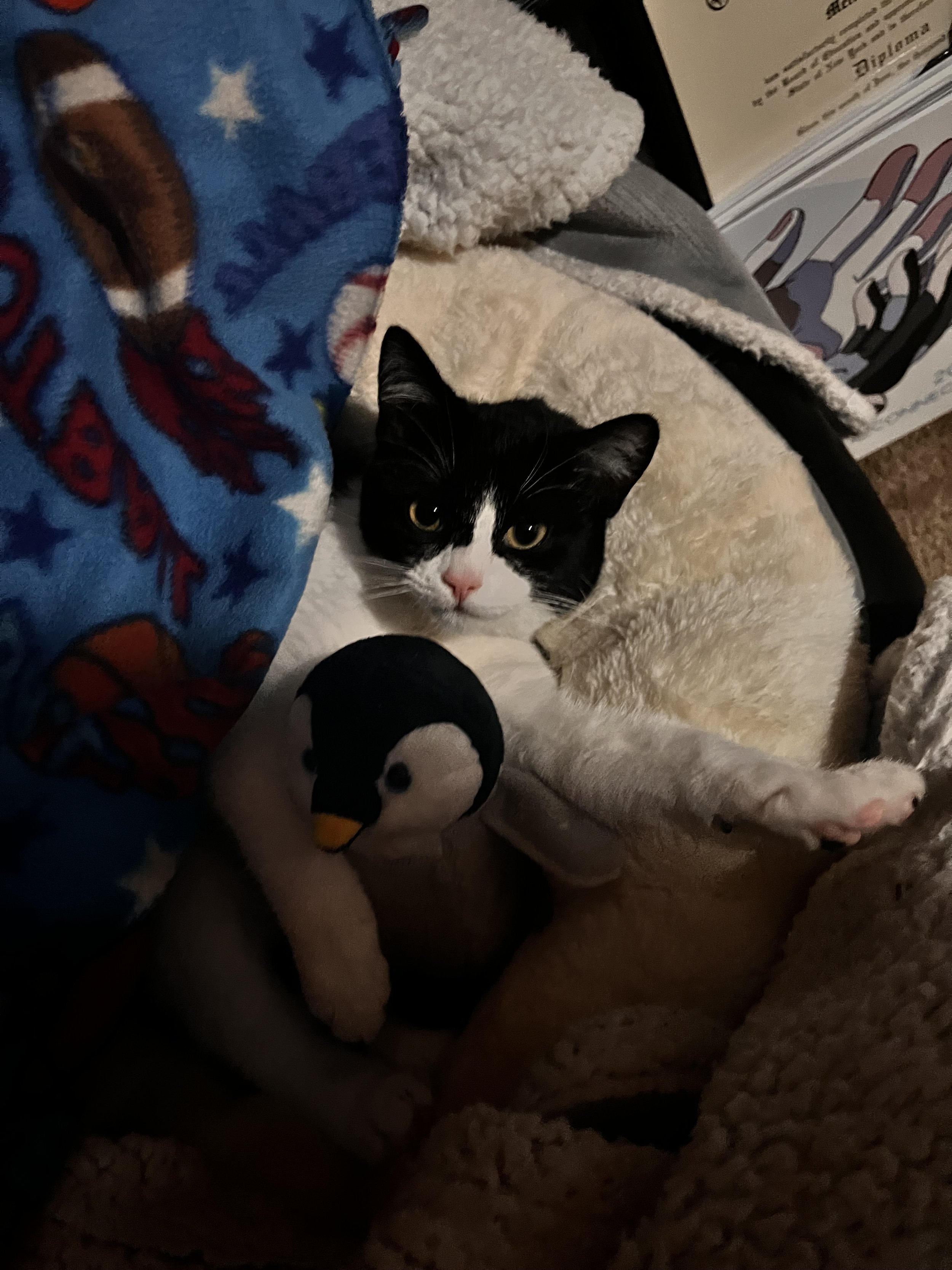 A black and white cat lying on a fluffy bed, partially covered by a colorful blanket. The cat is looking at the camera.