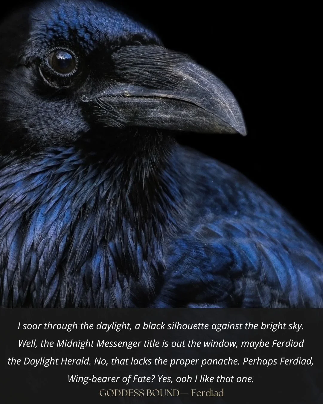 Meet Ferdiad: messenger by night, legend by day, and never short of panache. 🖤🐦&zwj;⬛✨
https://www.buythebook.ie/product-category/fiction/
#booktokbooks #fantasybookstagram #indieauthors #romantasy