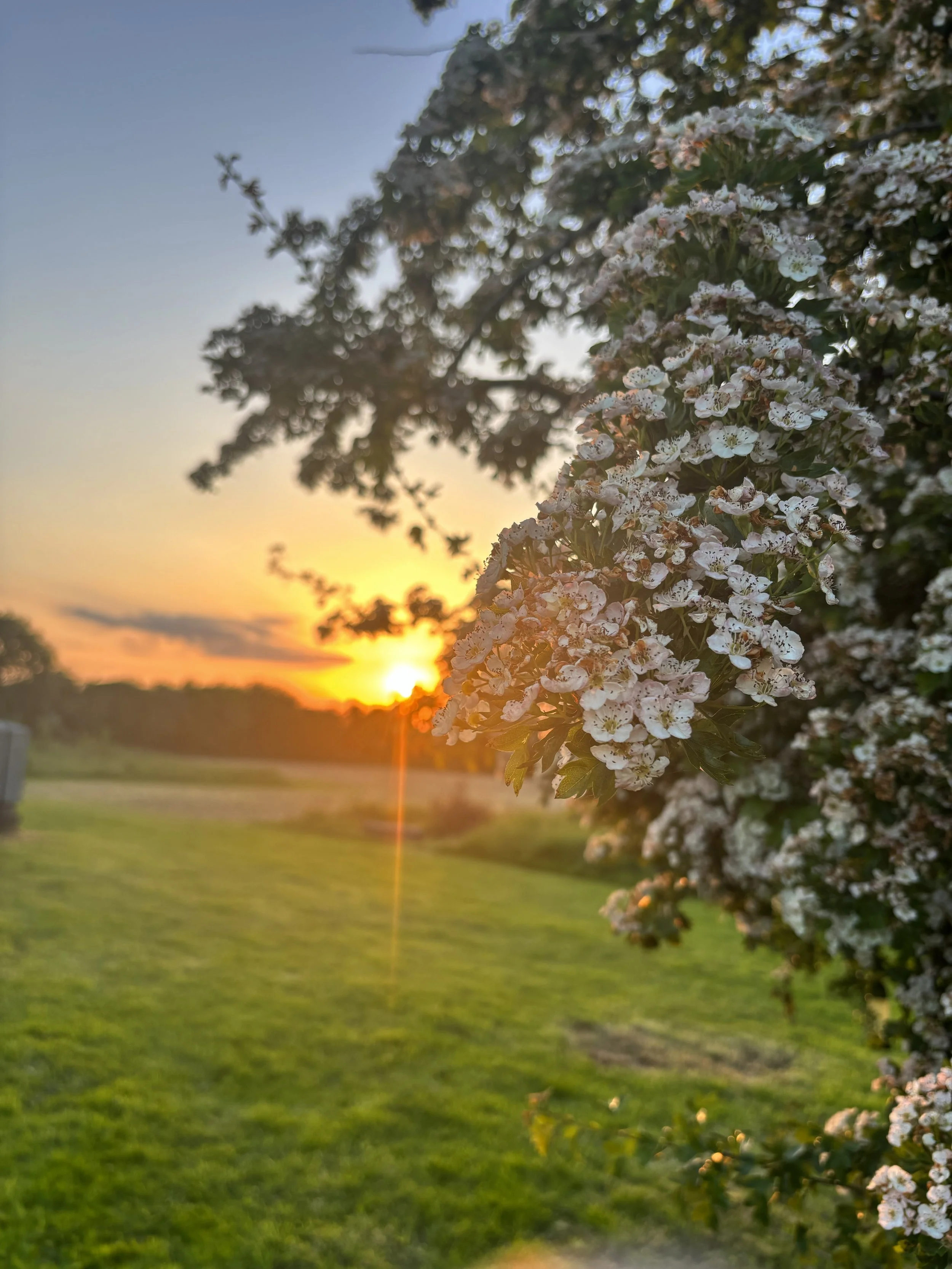 Hawthorne Blossom at sunset in the heart of Ireland's ancient east.