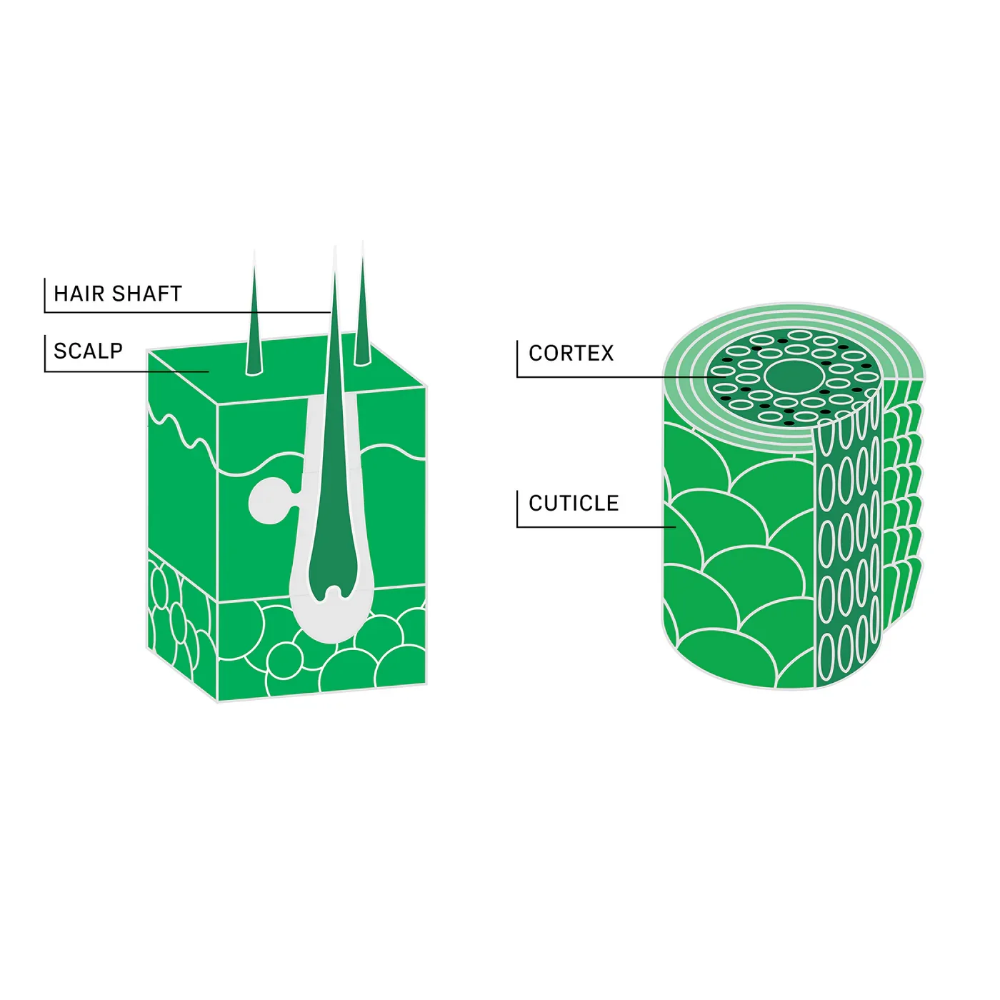 DTC_-_Science_Illustration.webp