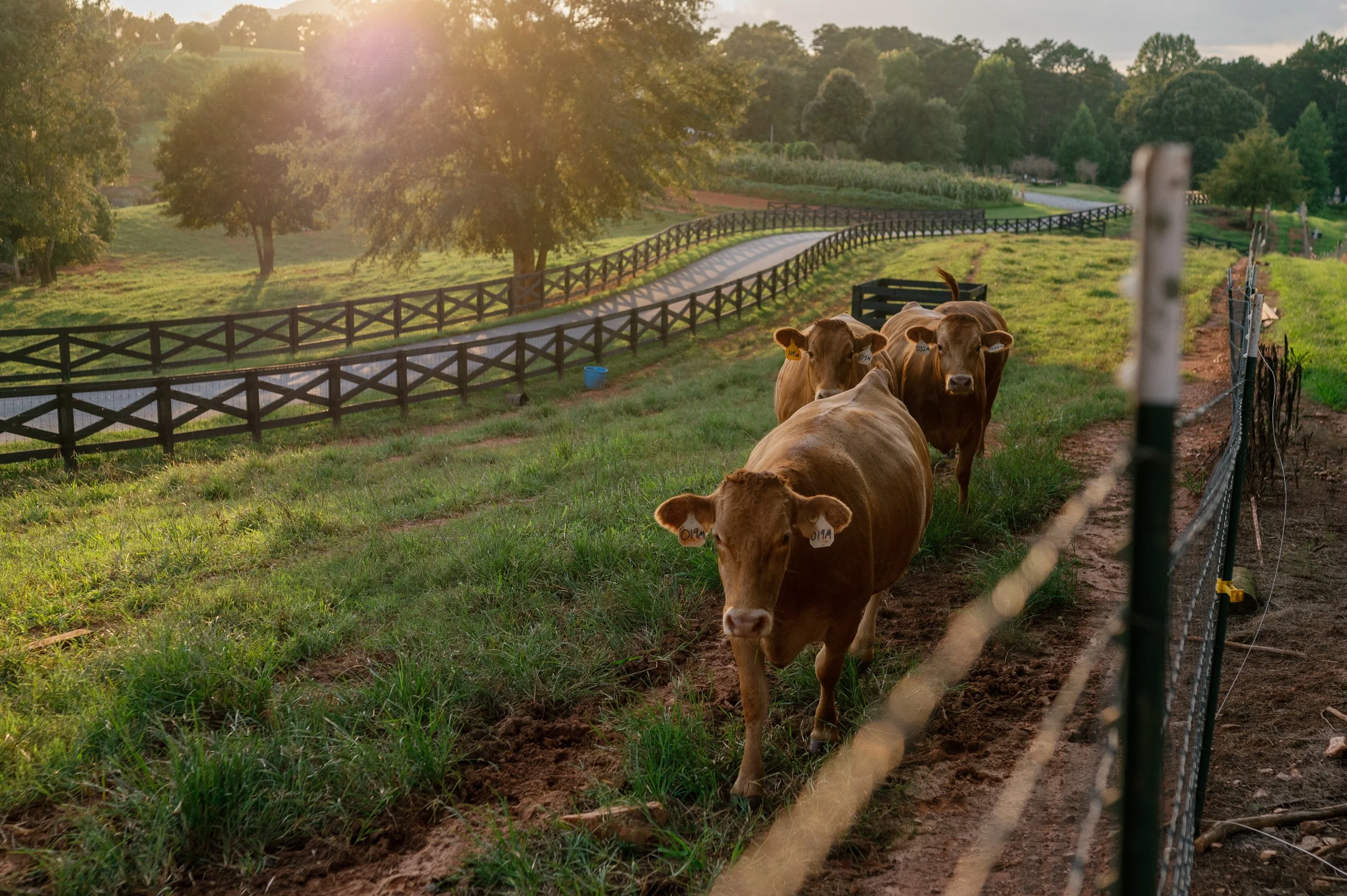 Line of wagyu cows near a fence on Bright Meadows Farm in Lula, GA, during sunset, with trees and a grassy landscape in the background.