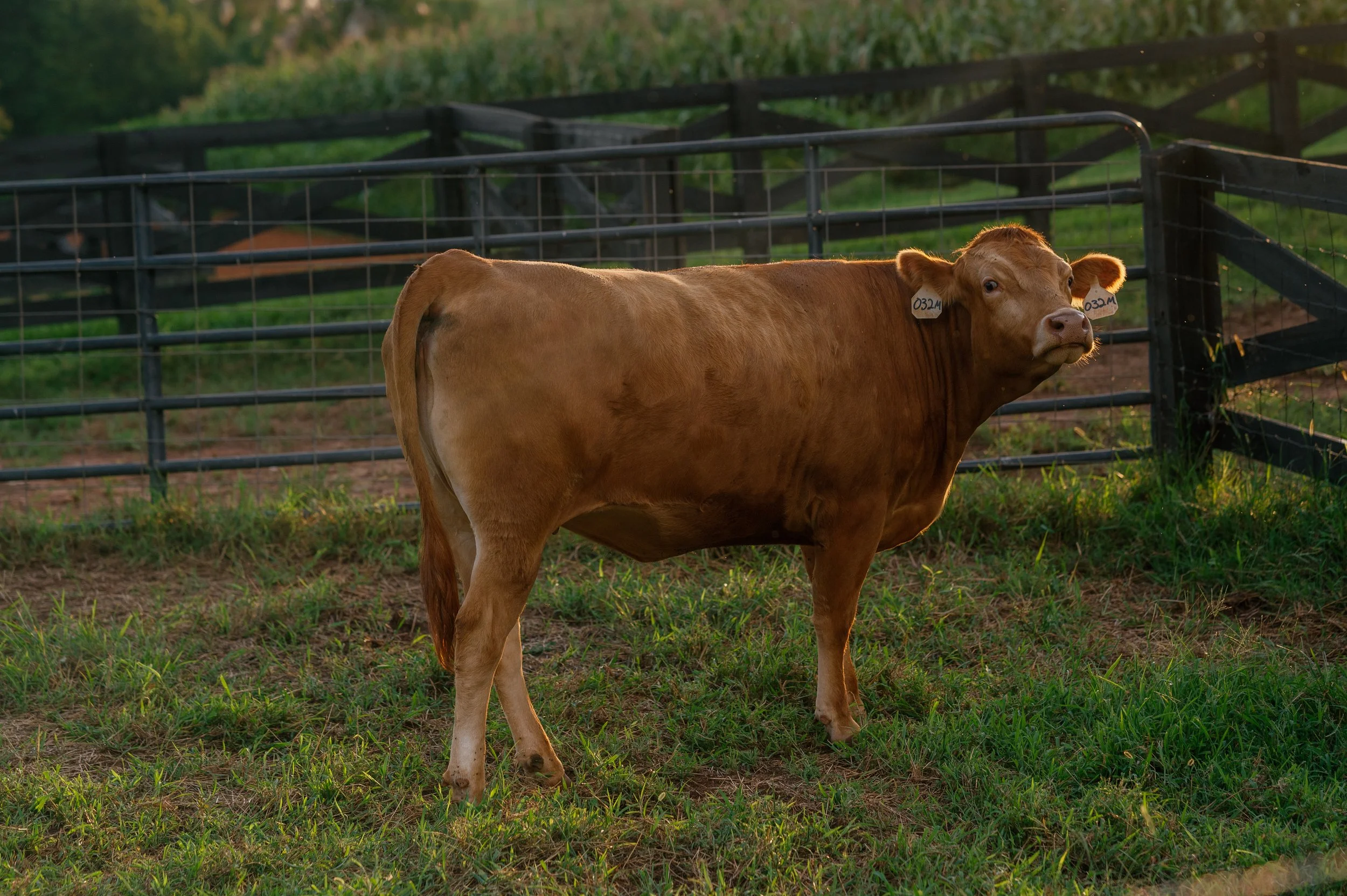 A light brown wagyu calf with ear tags standing on a grassy Bright Meadows Farm field near a black metal fence, with a background of green trees and a wooden fence.