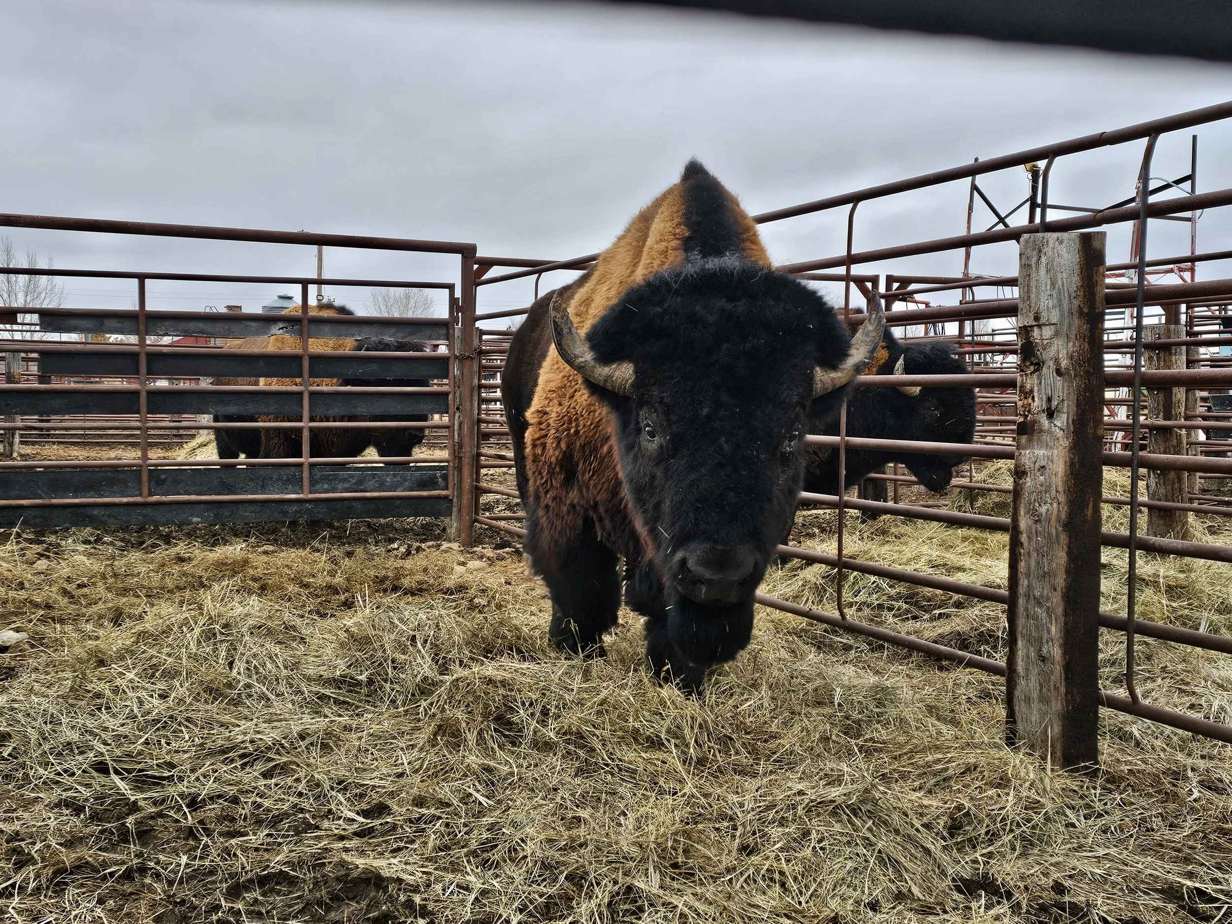 A bison standing behind metal fencing with another bison further in the background, on a farm or ranch under a cloudy sky.