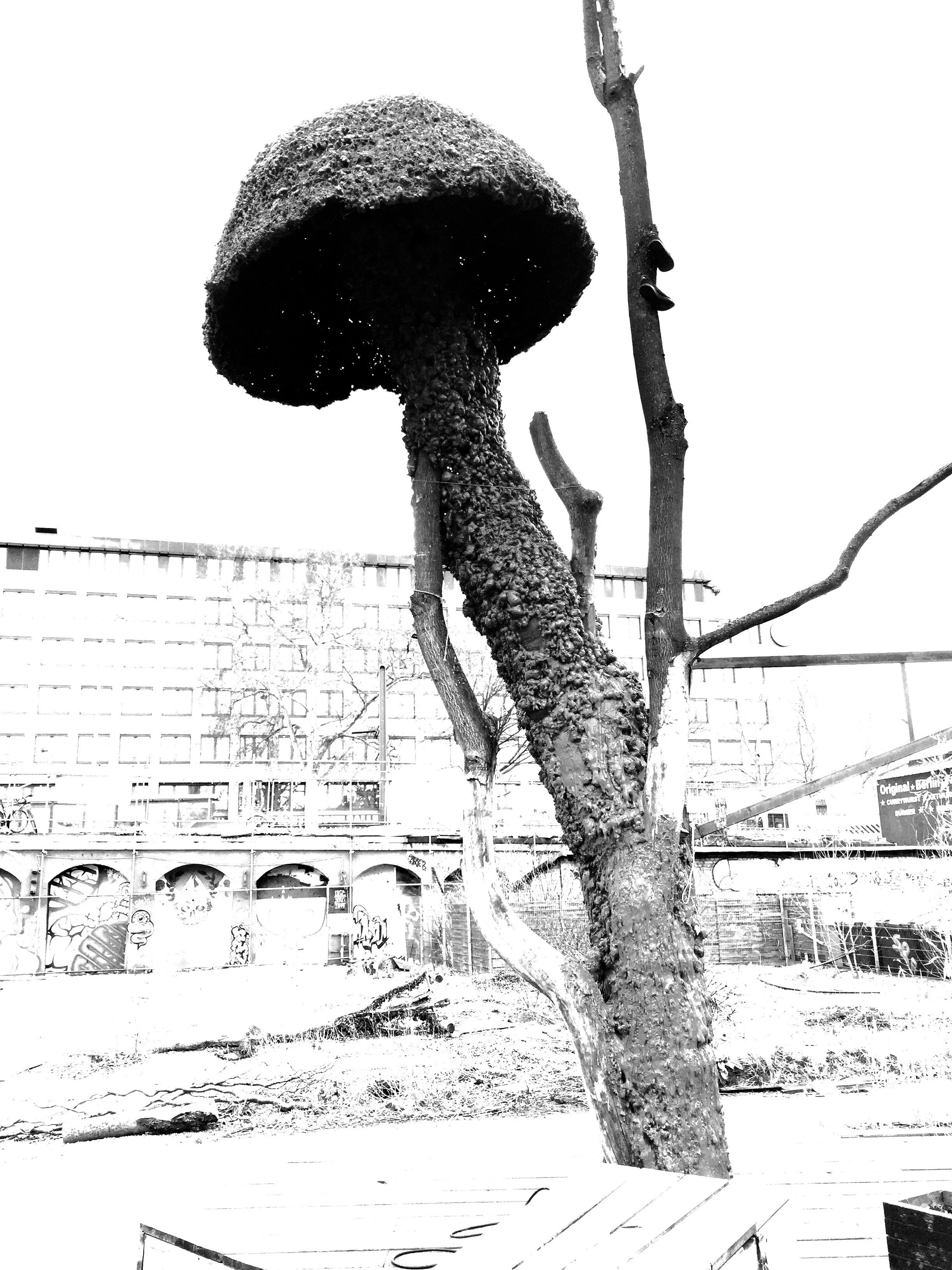 Mushroom.jpg