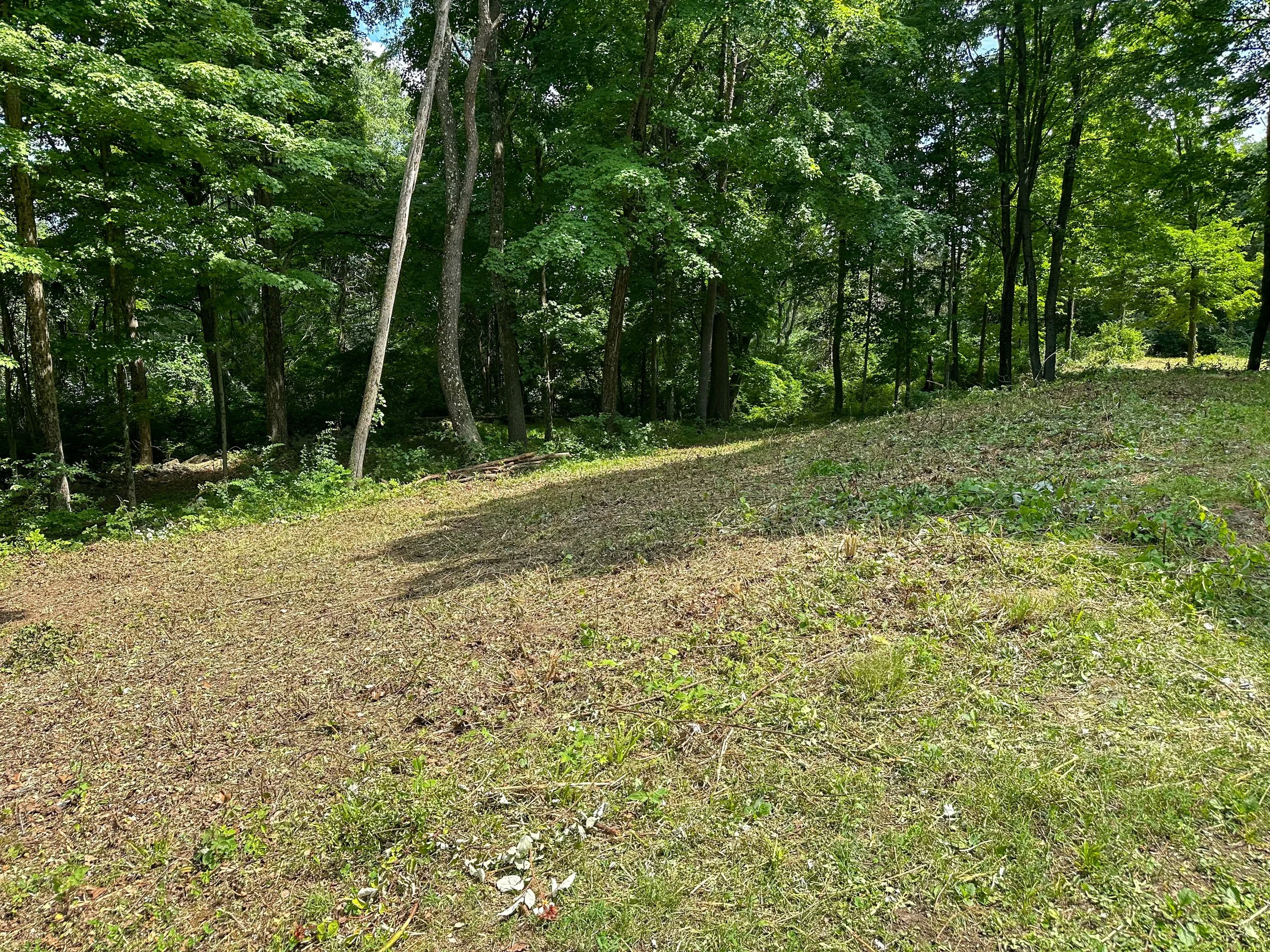A wooded area with tall green trees and a grassy open space in the foreground.