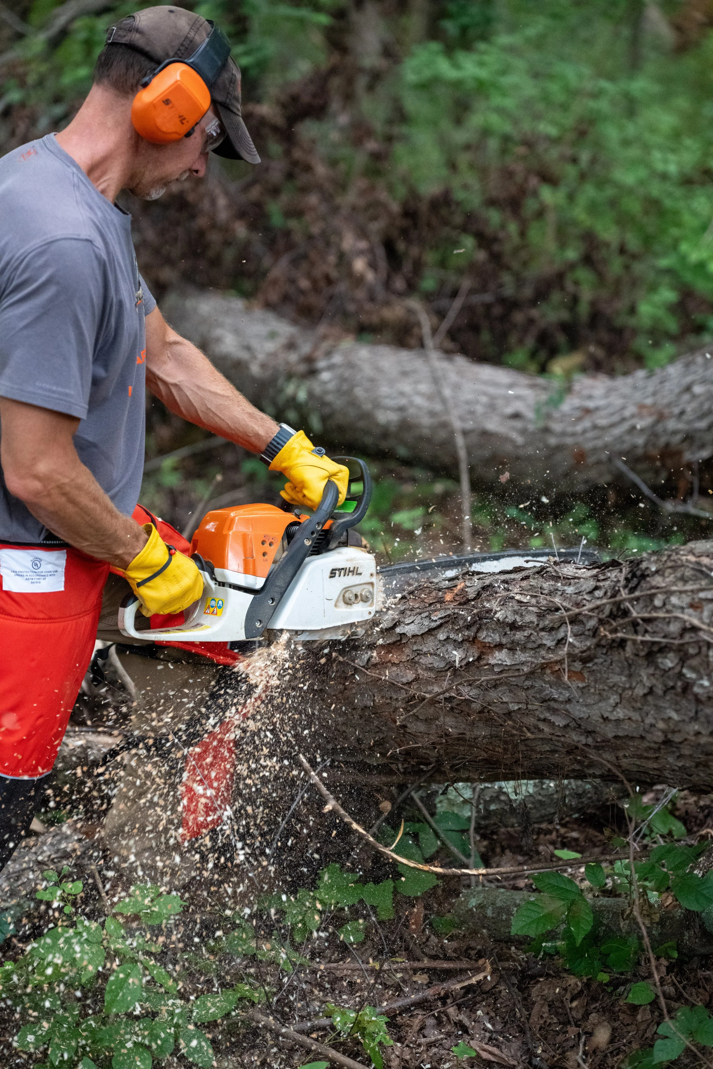A man wearing safety ear protection, gloves, and casual outdoor clothes is using a chainsaw to cut a fallen tree in a forested area.