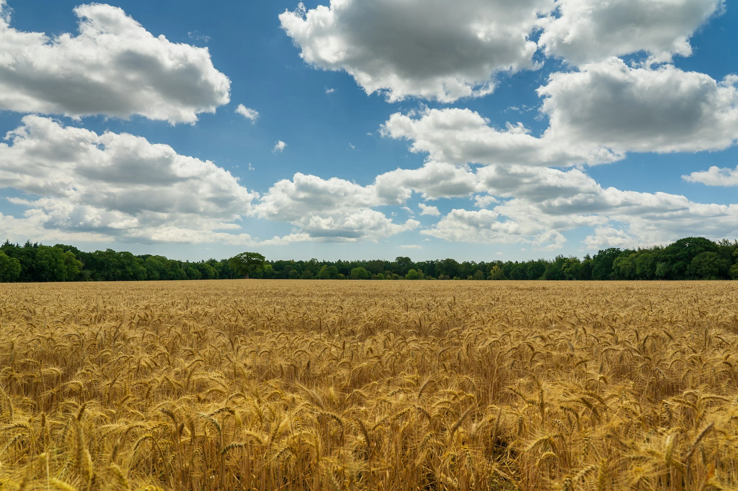 A large field of mature wheat crops under a partly cloudy sky, with green trees in the background.