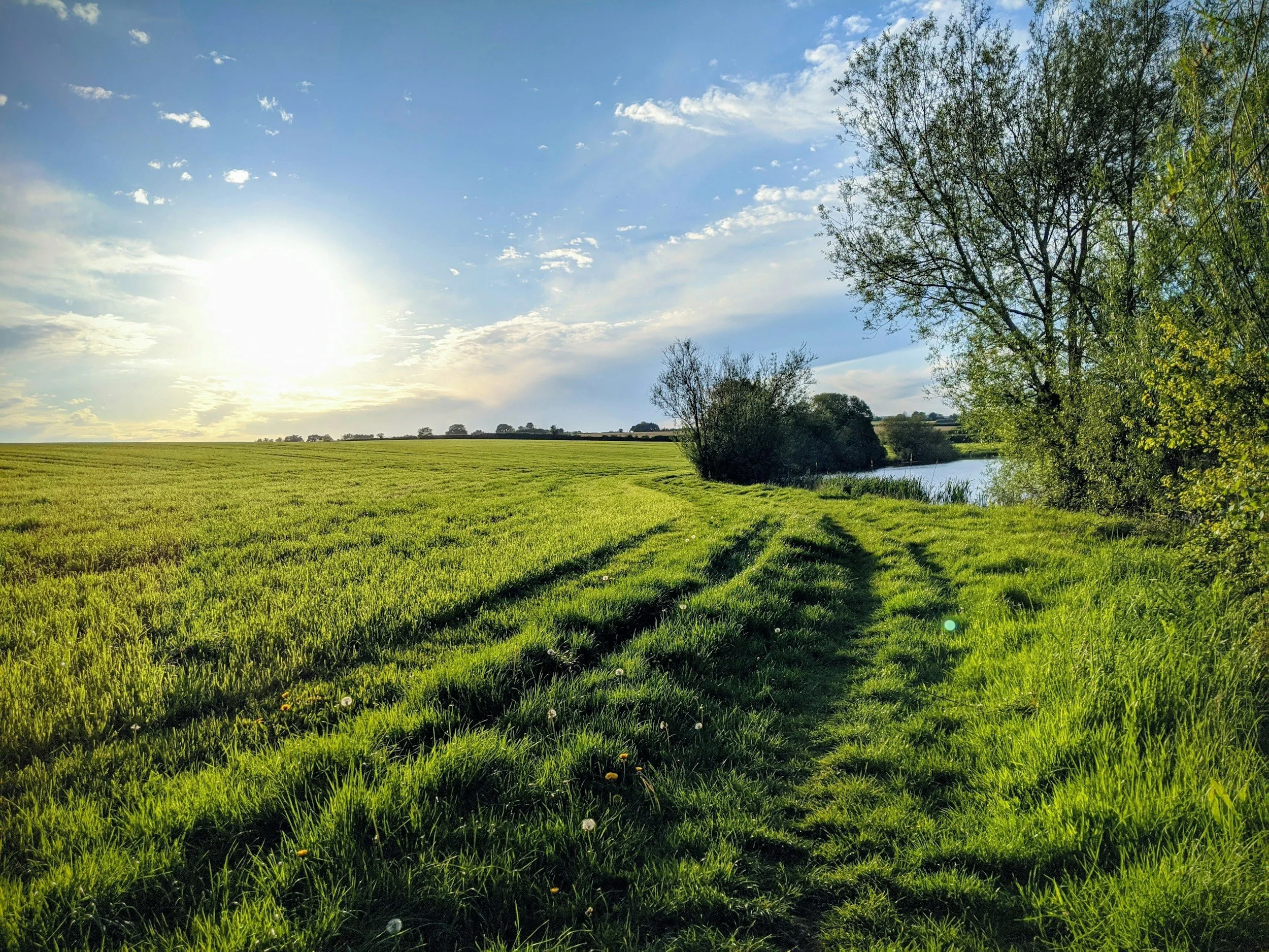 A lush green field with dandelions, trees on the right, and a river in the background under a partly cloudy sky with the sun shining.