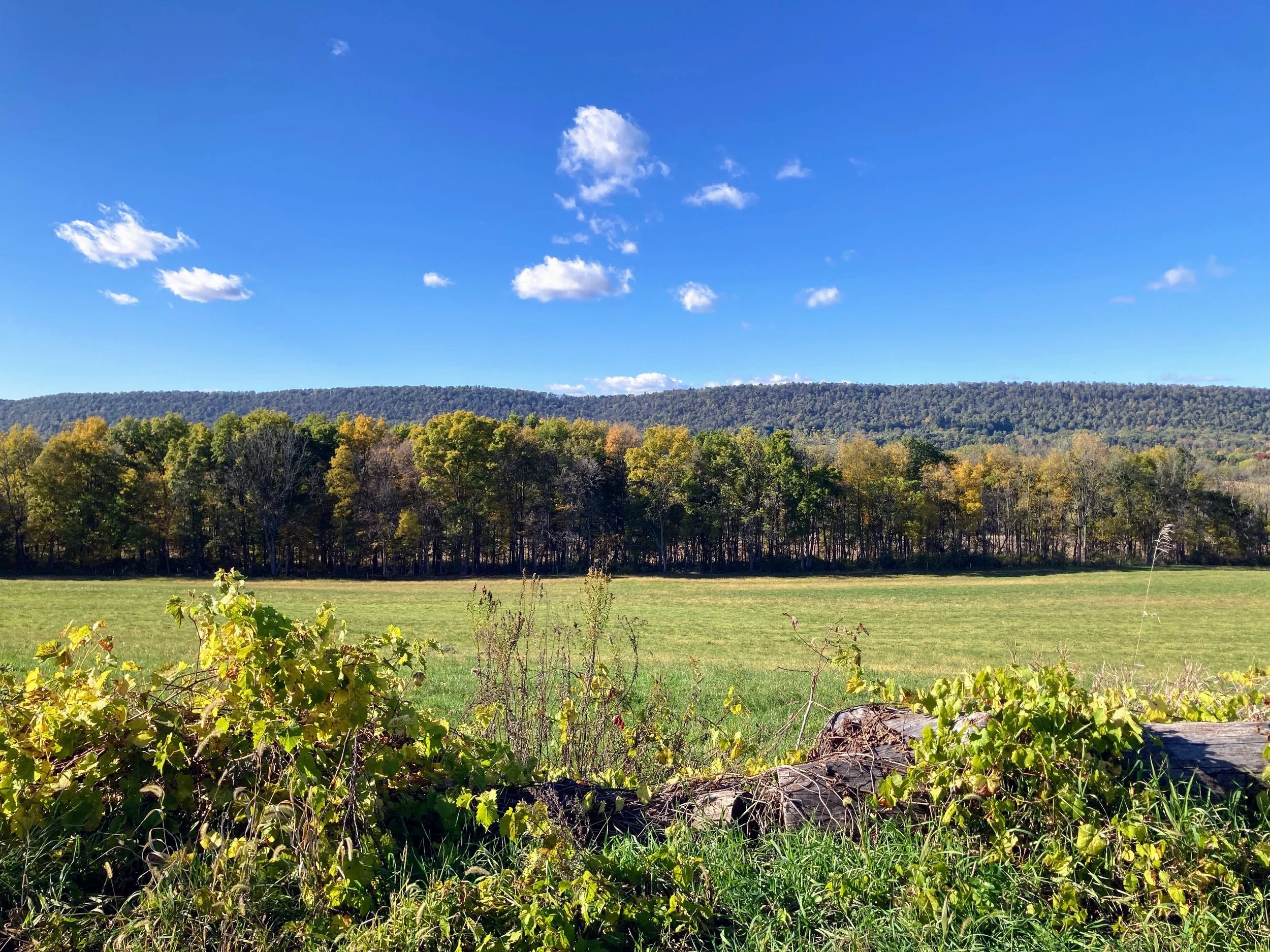A landscape scene with a grassy foreground, green and yellow trees in the middle distance, and a hill or mountain range in the background under a bright blue sky with scattered white clouds.