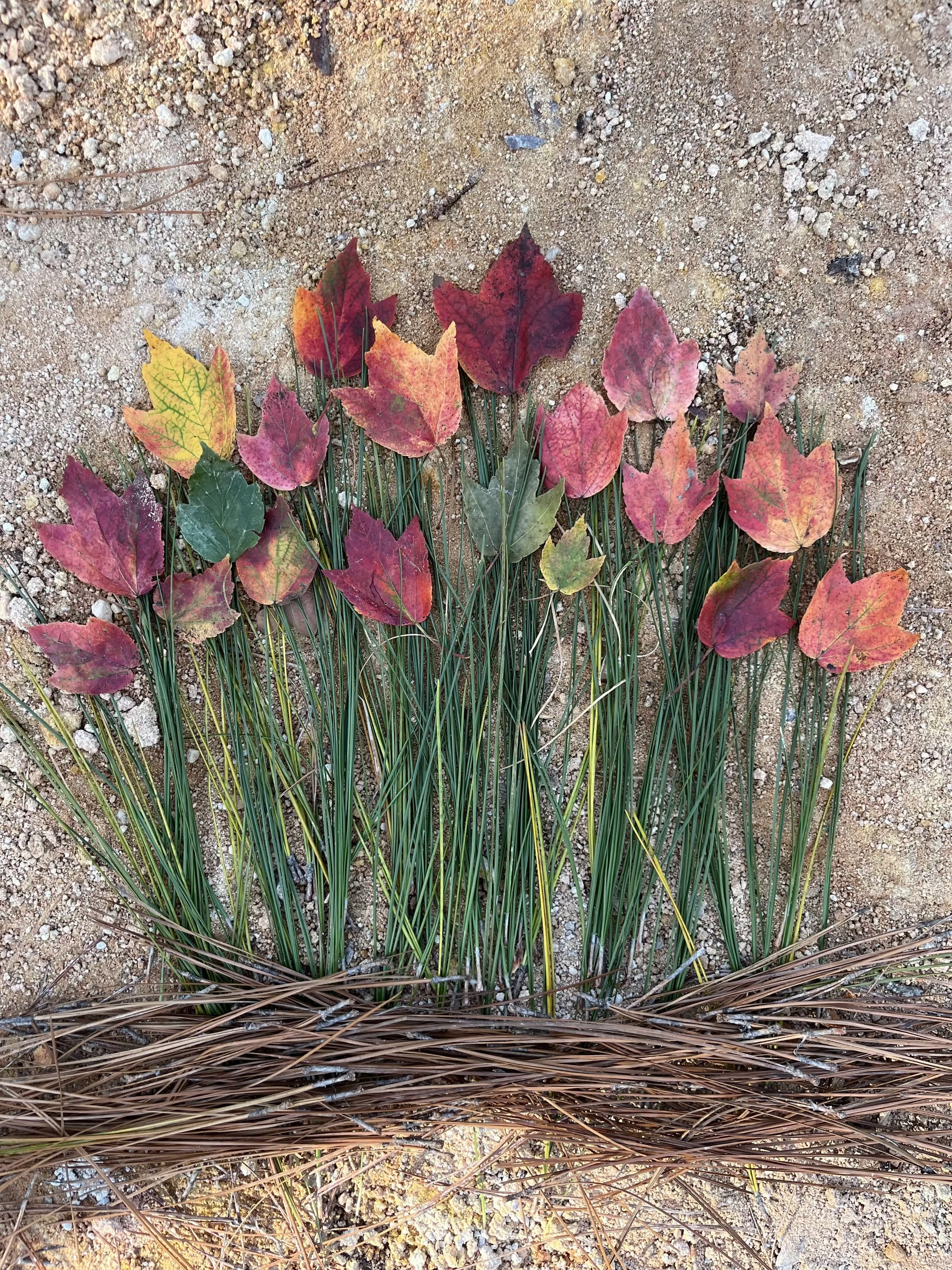 Colorful fallen autumn leaves on dry grass and sandy dirt ground.