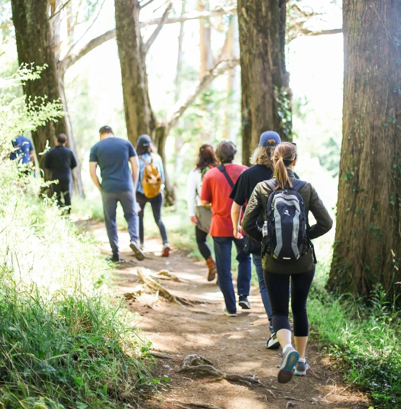 A group of people hiking on a forest trail surrounded by tall trees and greenery.