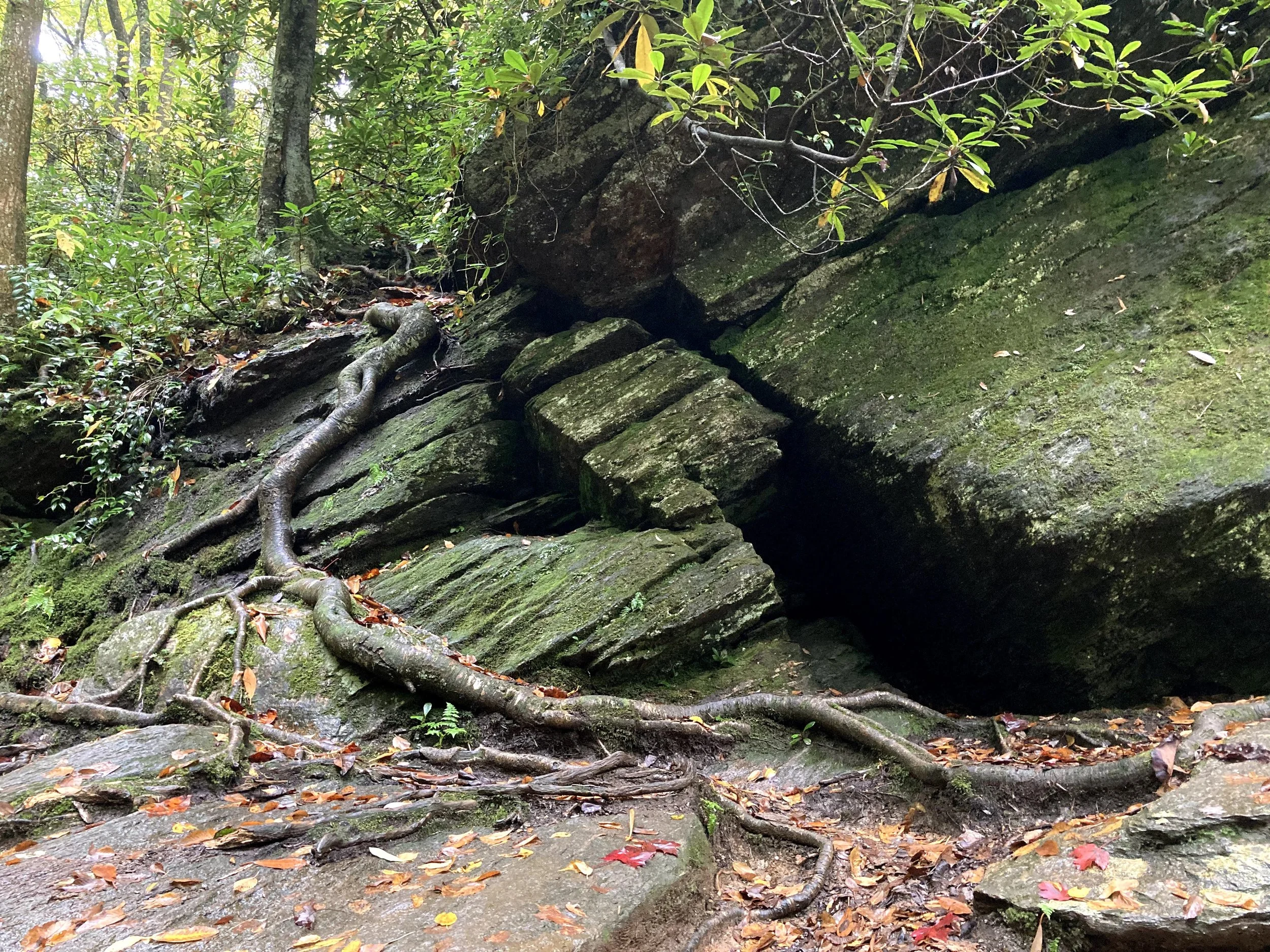 Nighttime at a rocky outdoor area with moss-covered stones, tree roots, fallen leaves, and green foliage.