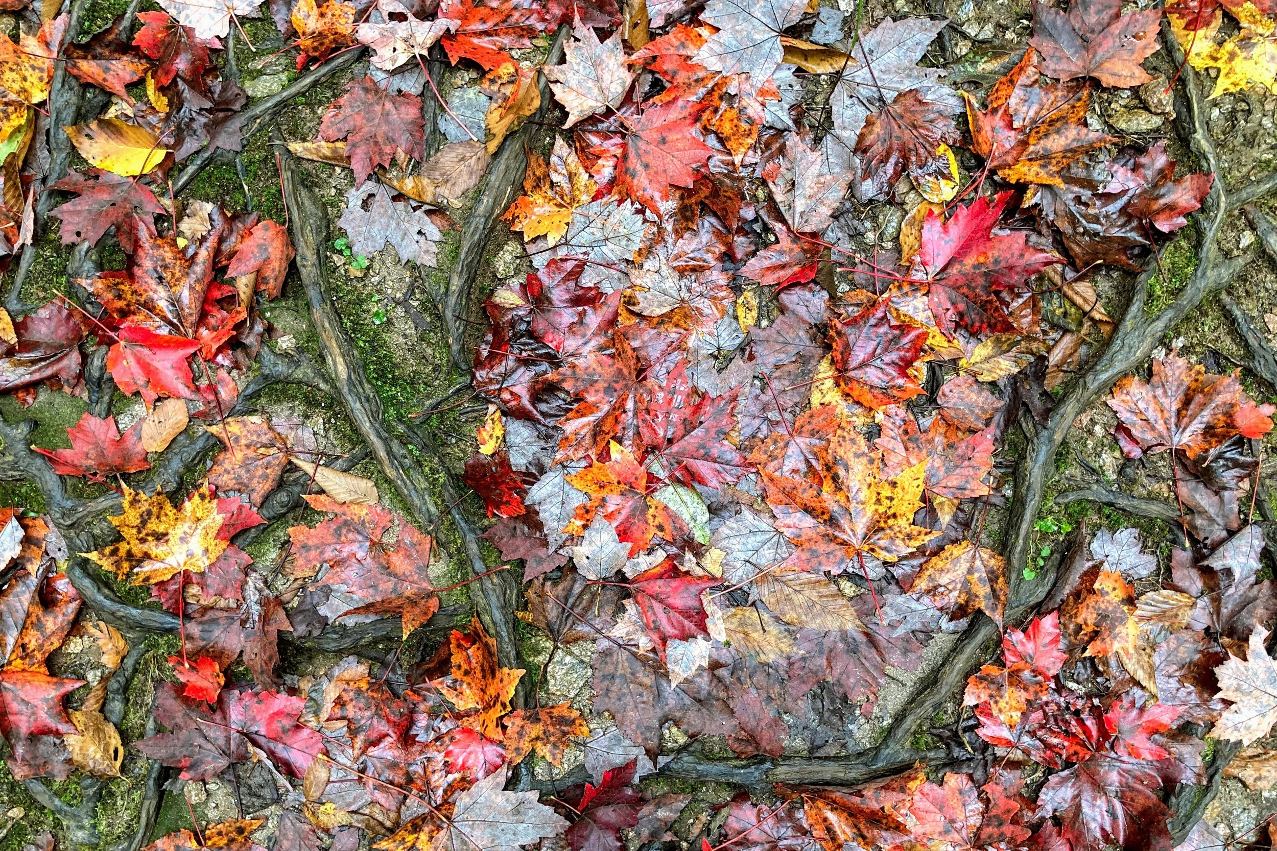 Close-up of wet autumn leaves in various shades of red, orange, yellow, and brown scattered on a muddy ground with small green plants and moss among the leaves.