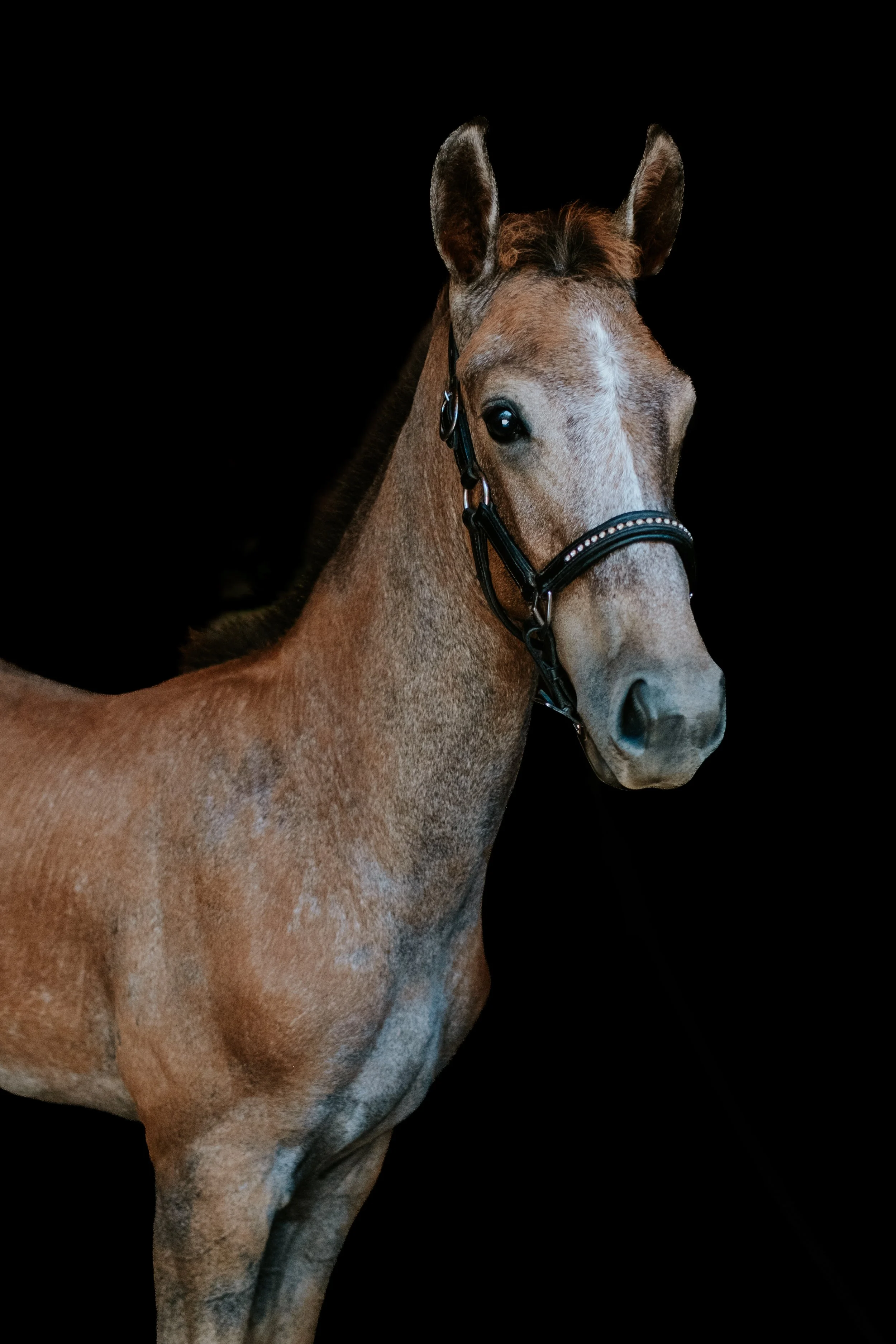 Wilson-4.jpg